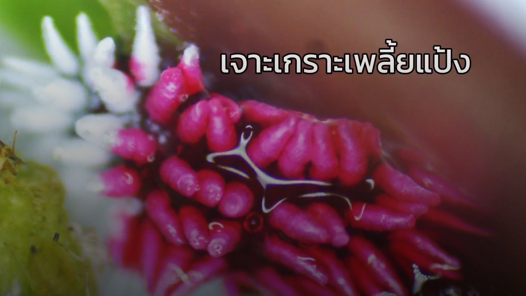 ผลิตภัณฑ์เจาะเกราะเพลียแป้ง