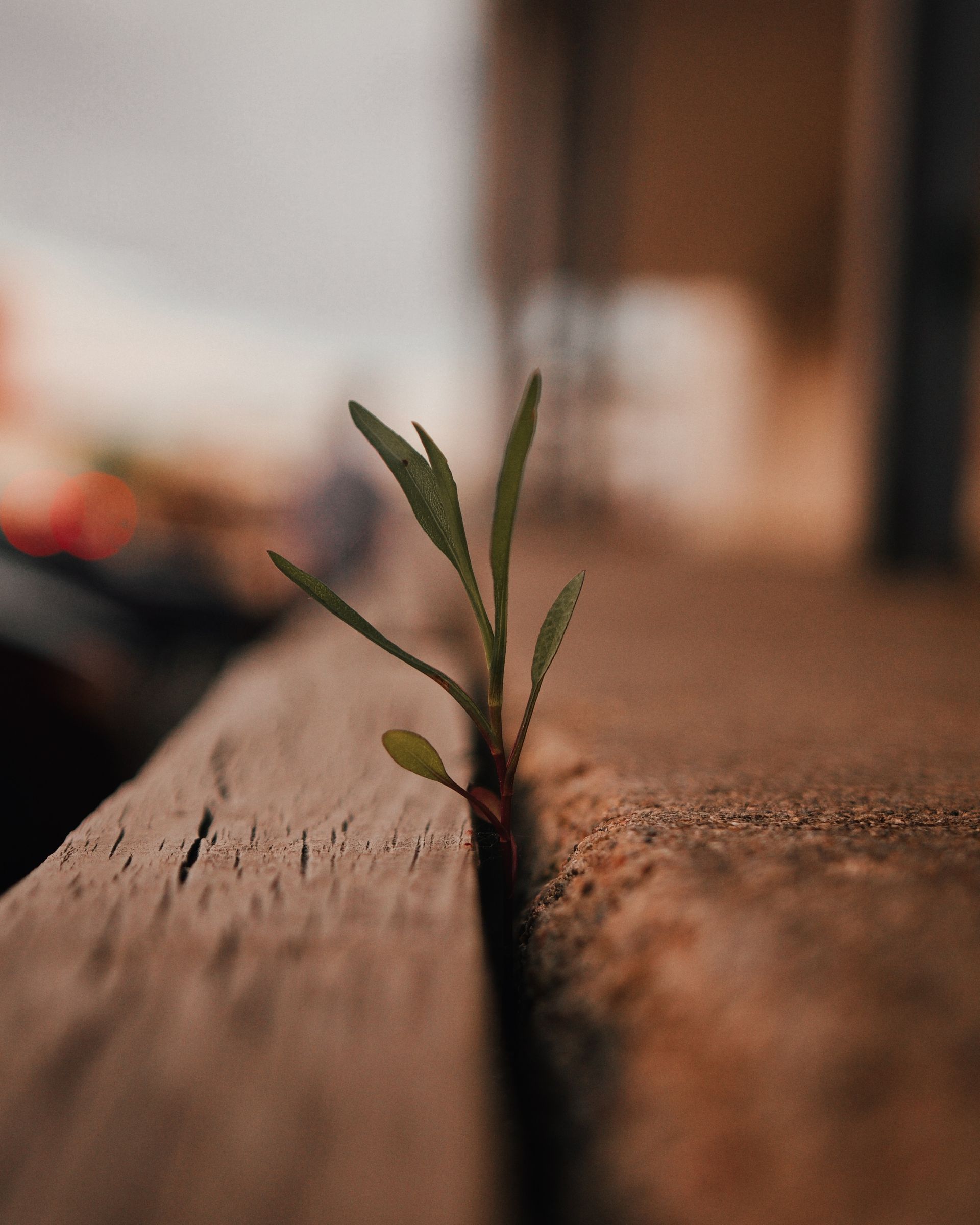 A small green plant sprouts from a crack in weathered wood.