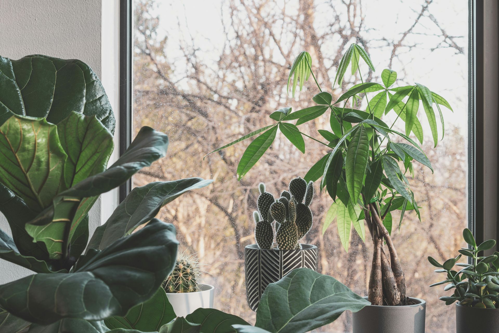 Indoor plants in pots on a windowsill with a view of bare trees outside.