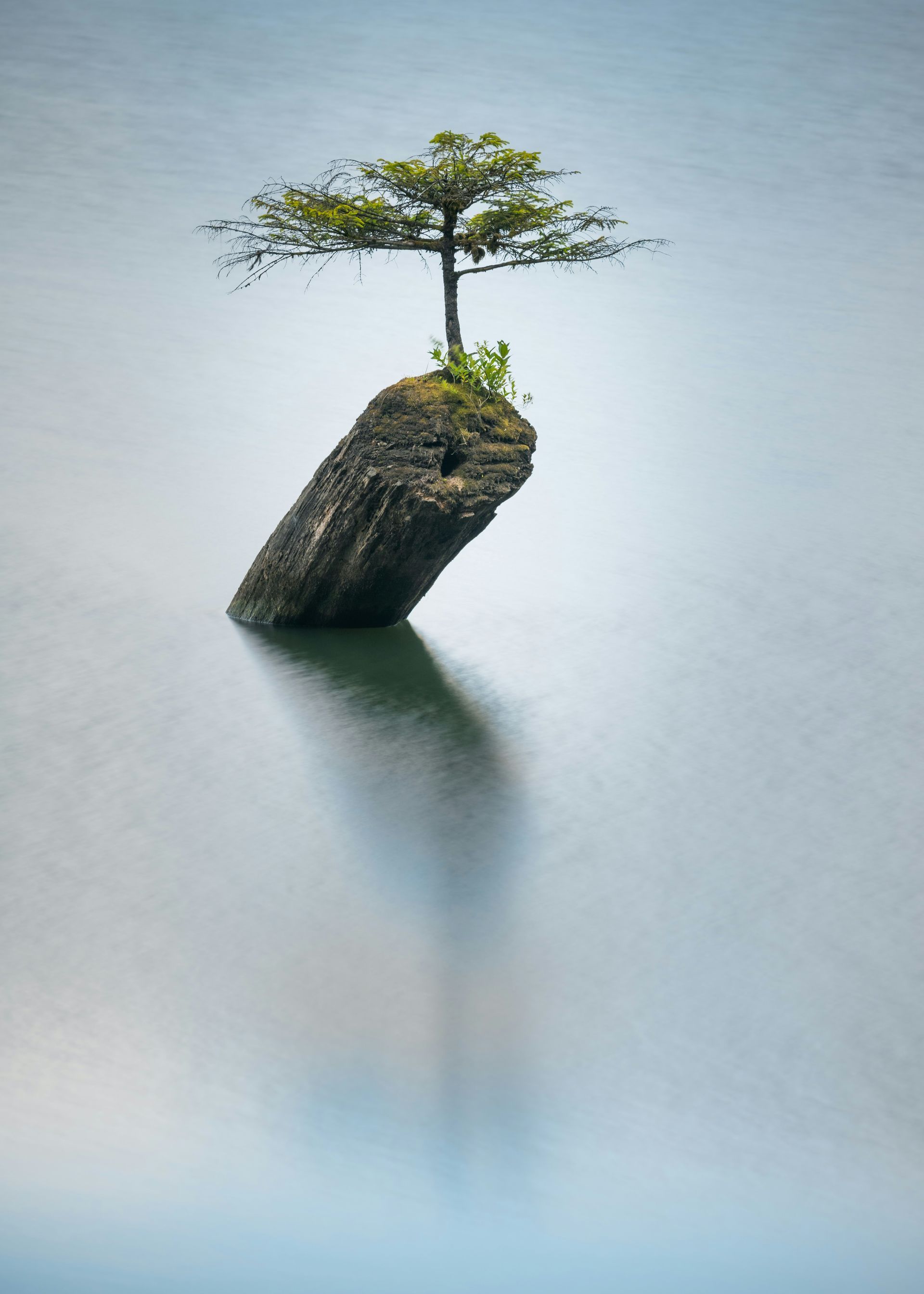 Tree growing on a submerged rock in calm water; its reflection visible.