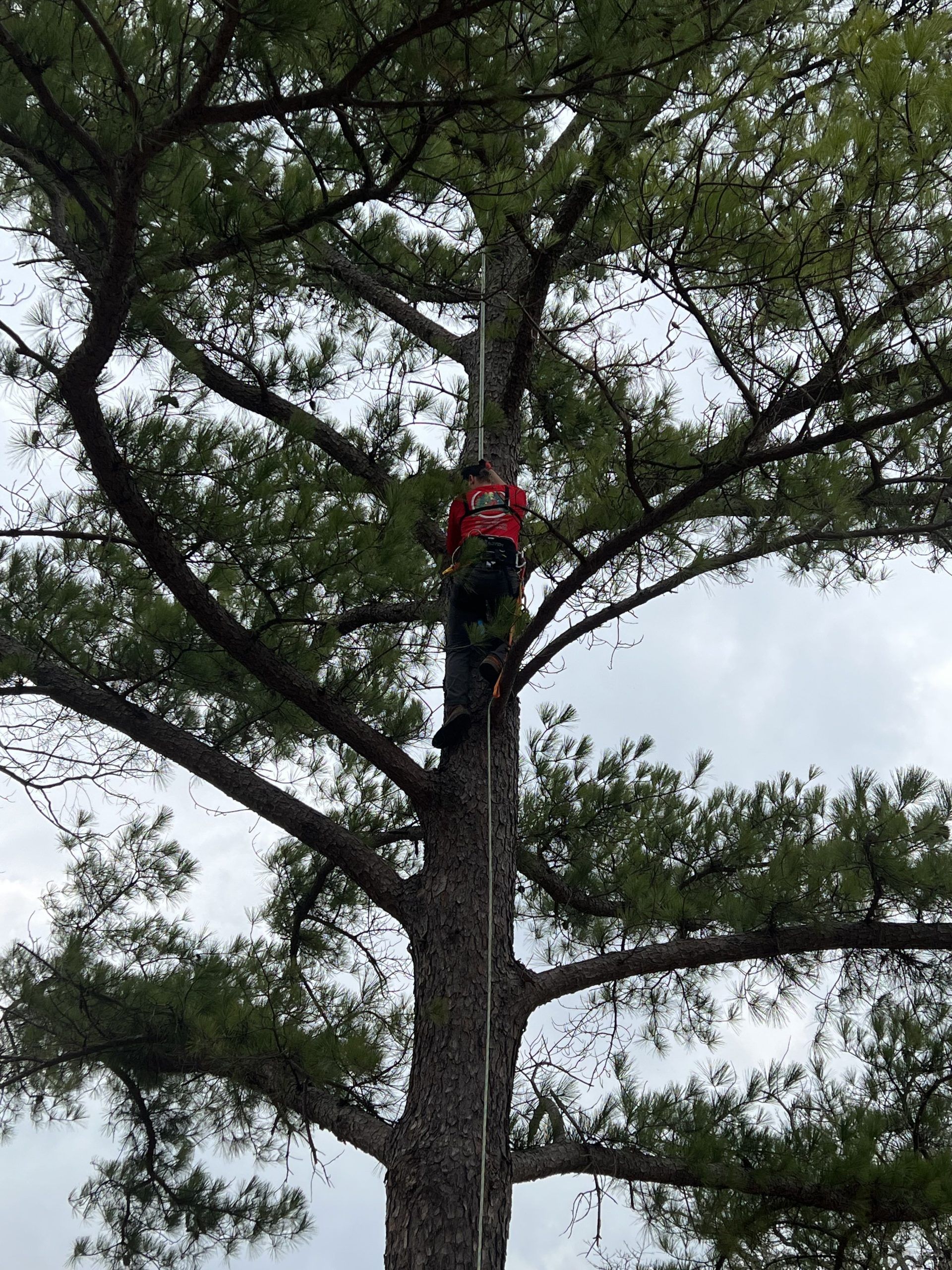 A man in a red shirt is climbing a tree