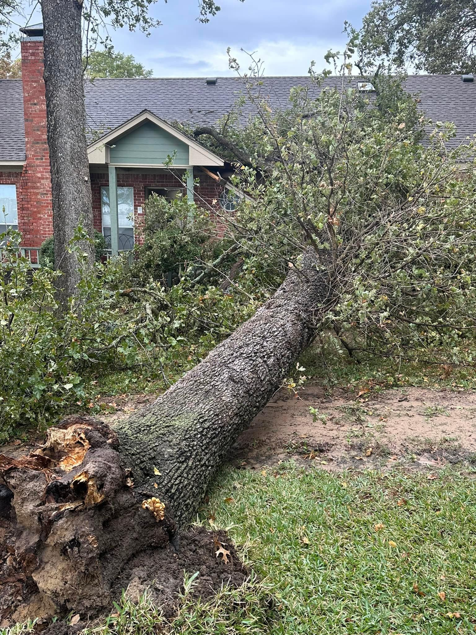 A tree that has fallen in front of a house.
