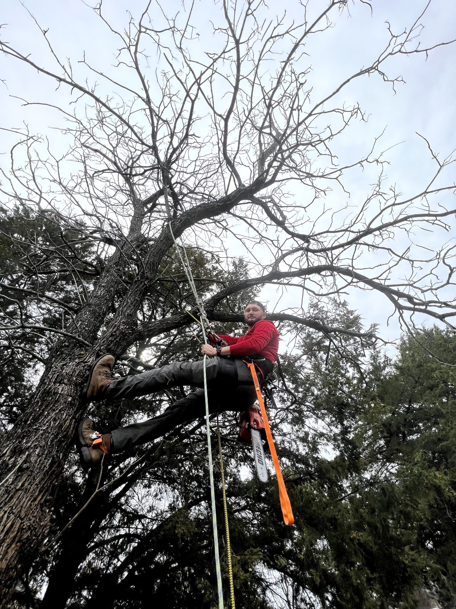 A man is climbing a tree with a ladder