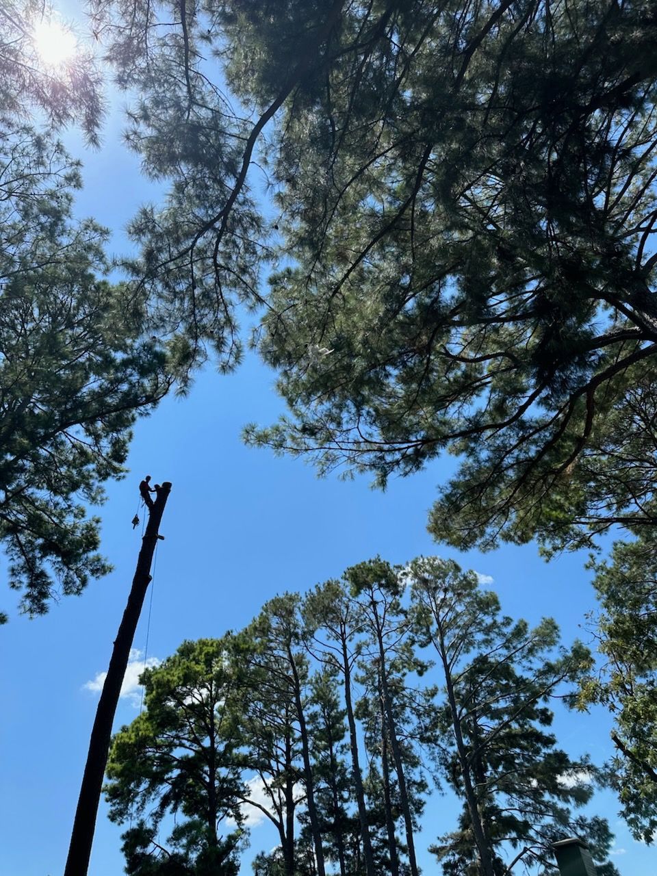 A man is cutting a tree with a crane.