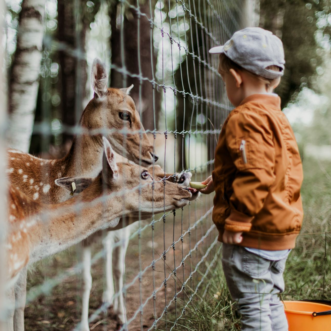 Child feeding deer