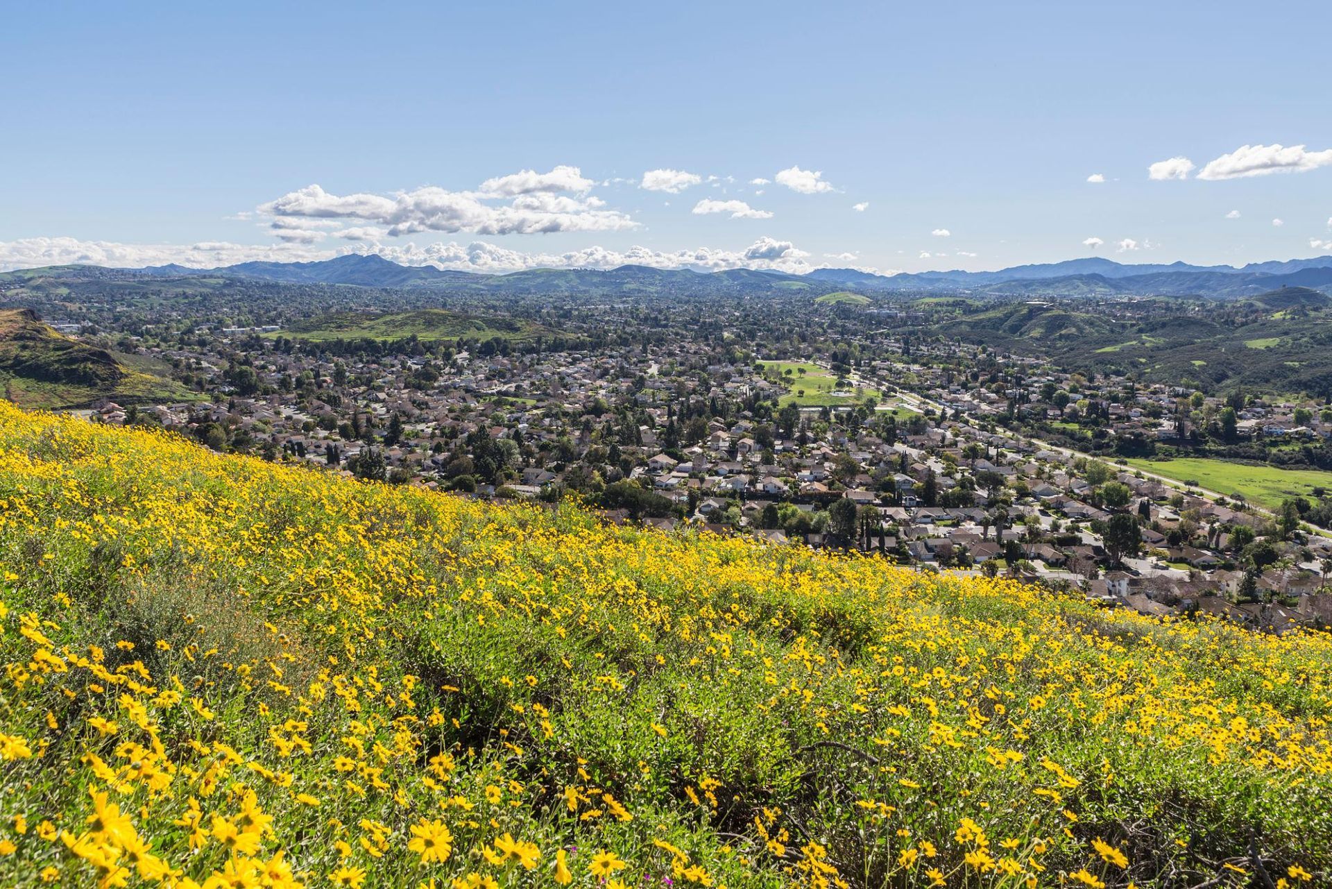 Yellow wildflowers on a hillside overlooking a city and distant mountains under a blue sky