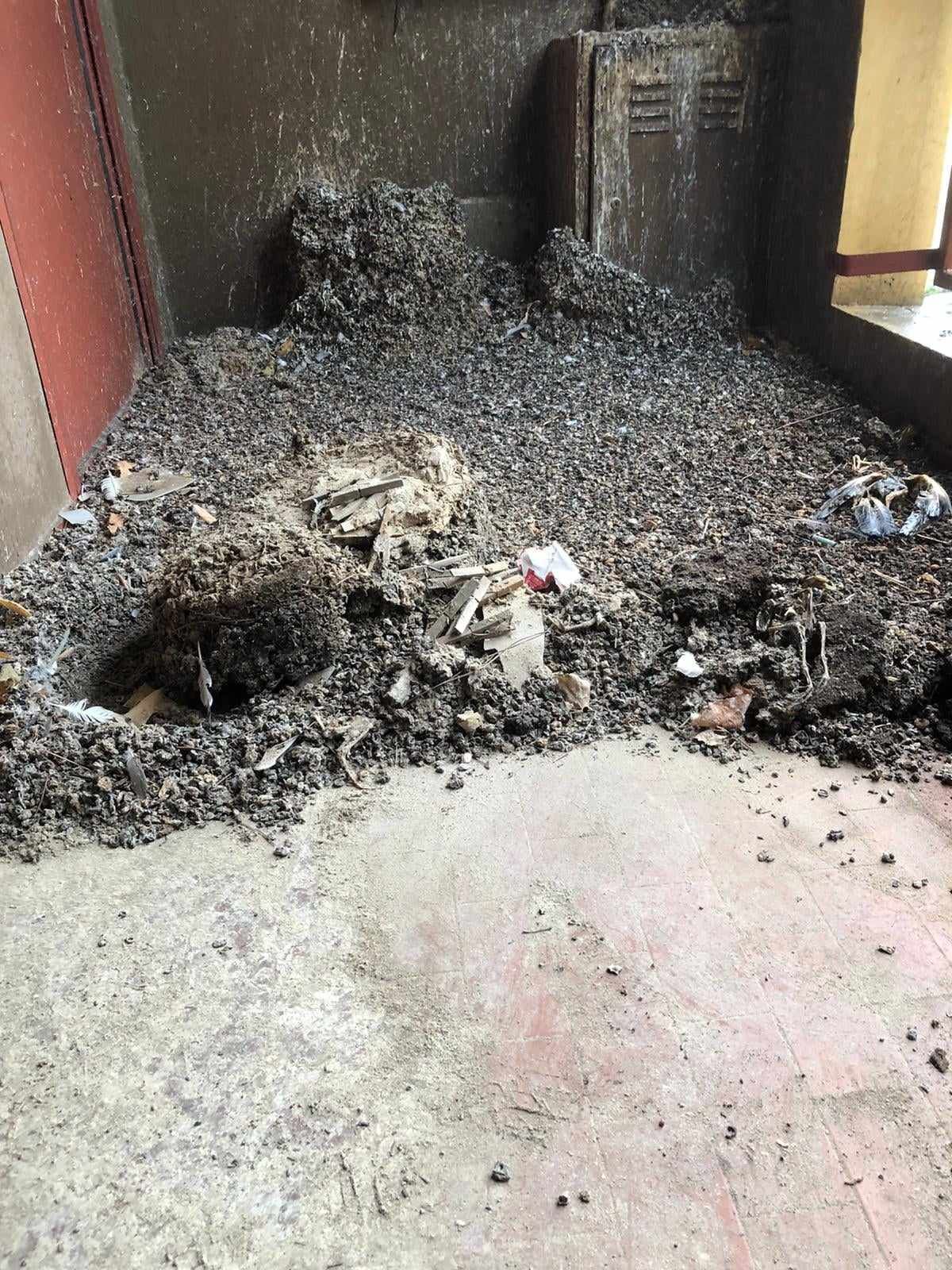 balcone invaso dai piccioni