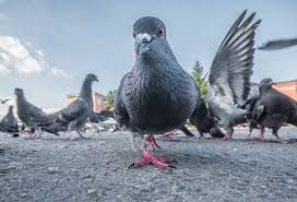 pulizie guano piccioni roma