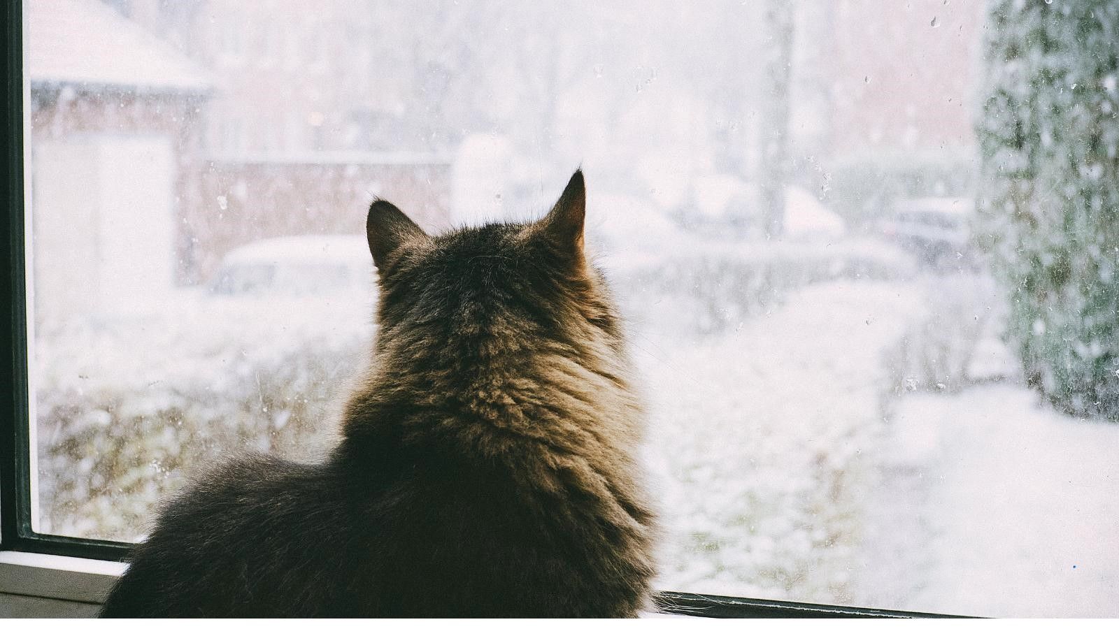 A cat is looking out of a window at the snow.