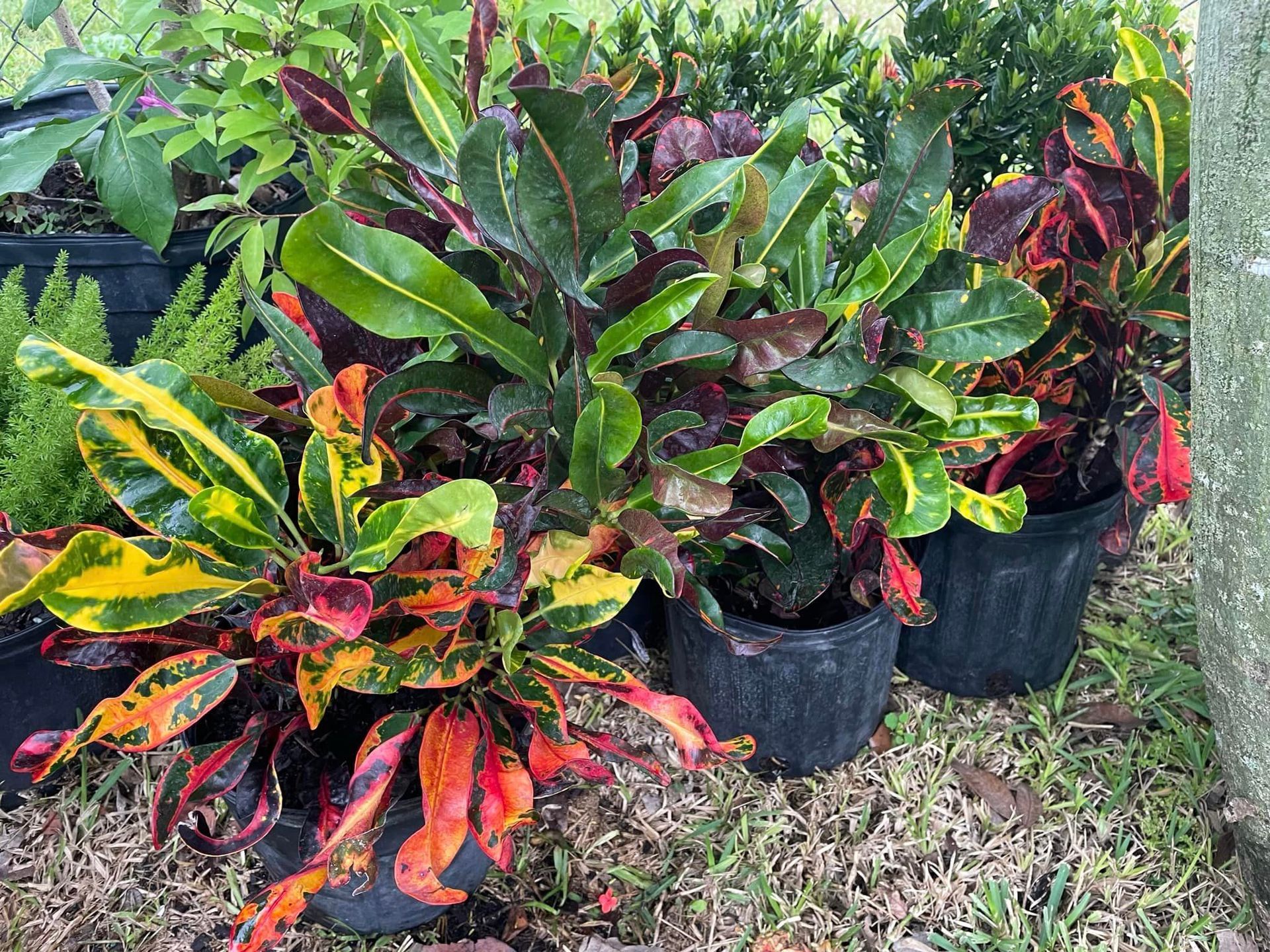 A bunch of potted plants are sitting on the ground.