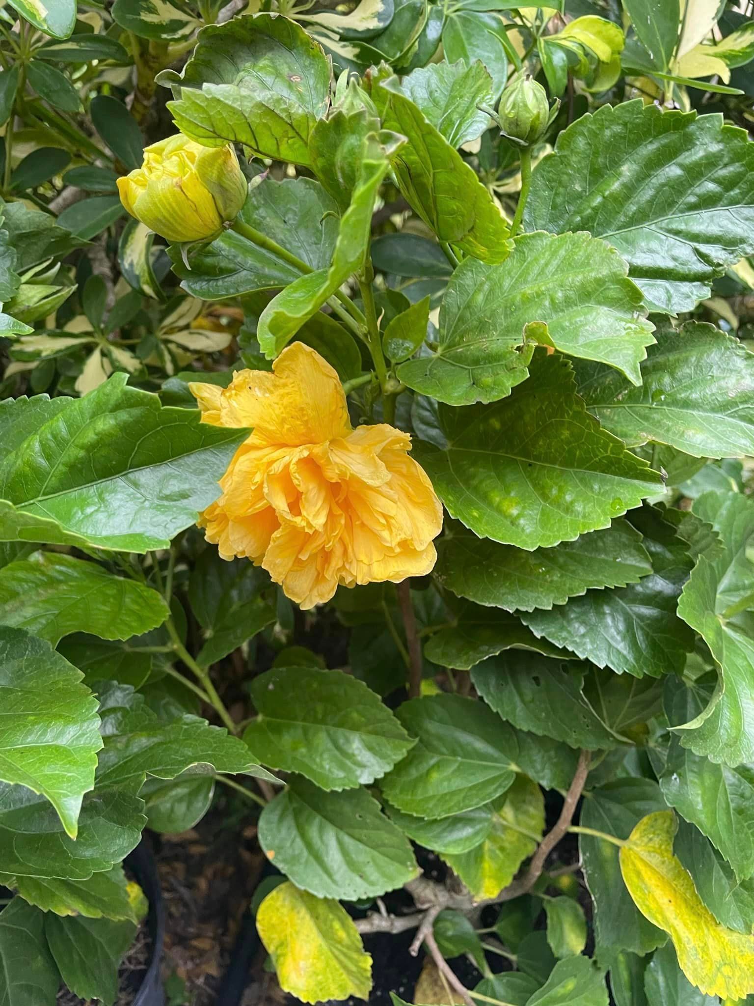 A close up of a yellow flower surrounded by green leaves.
