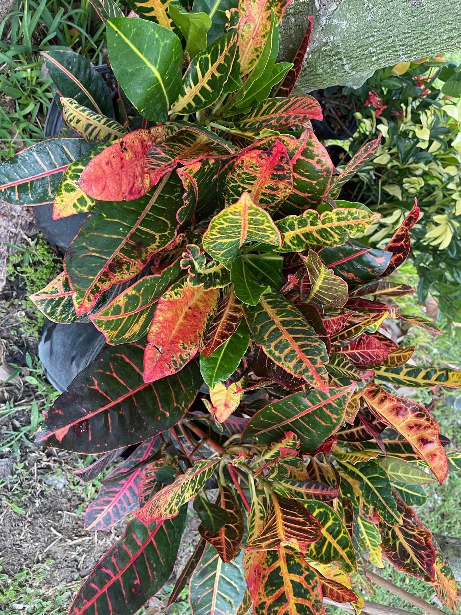 A close up of a plant with red , yellow and green leaves.