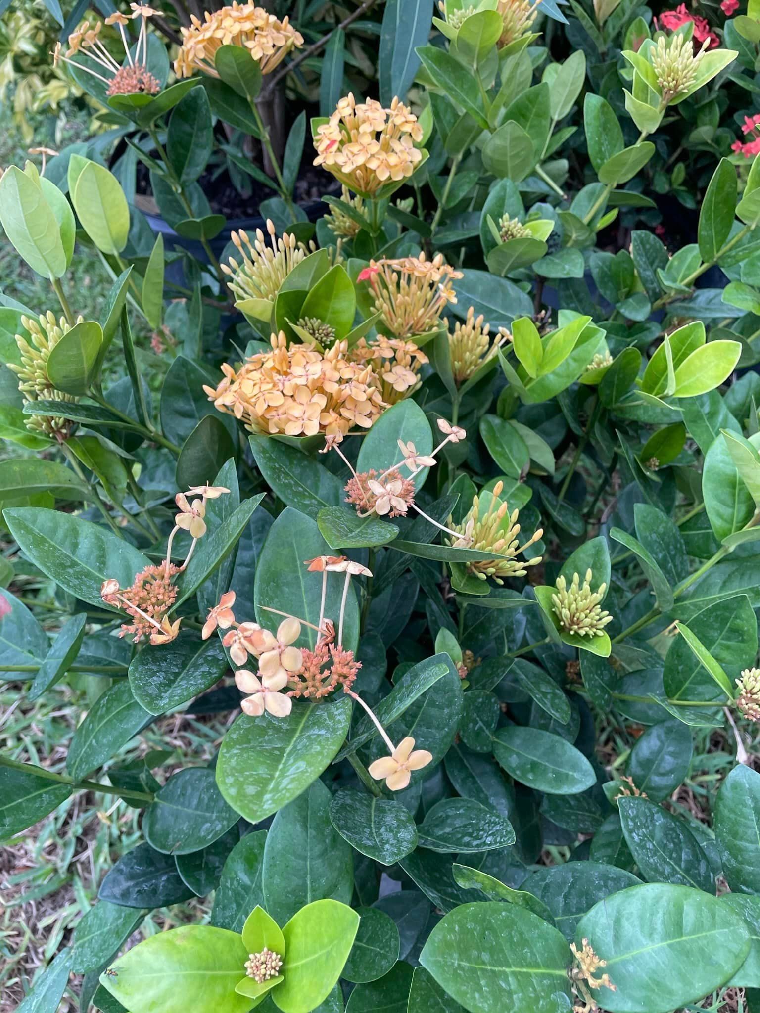 A bush with orange flowers and green leaves in a garden.