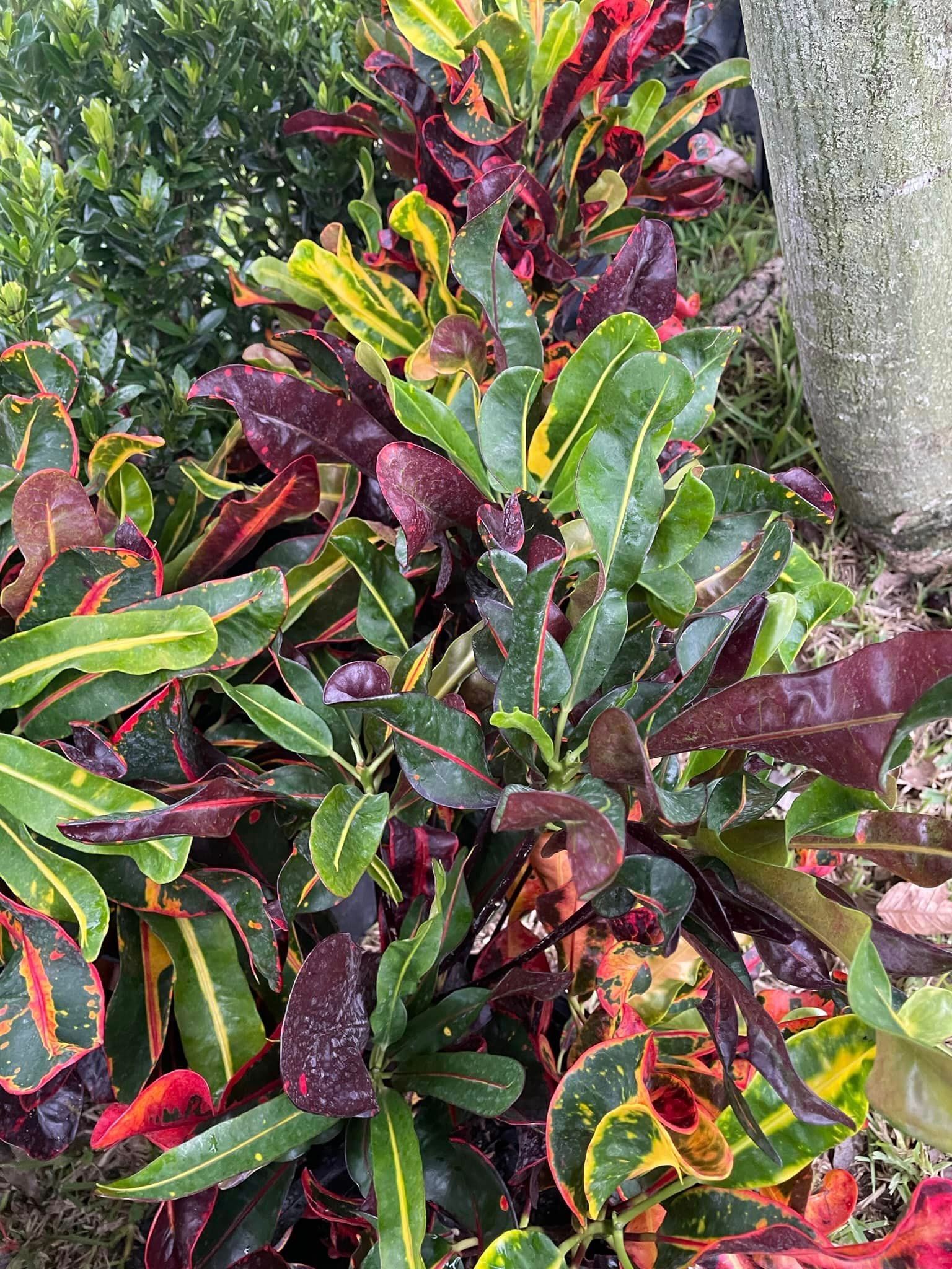 A bunch of colorful plants are growing in a garden.