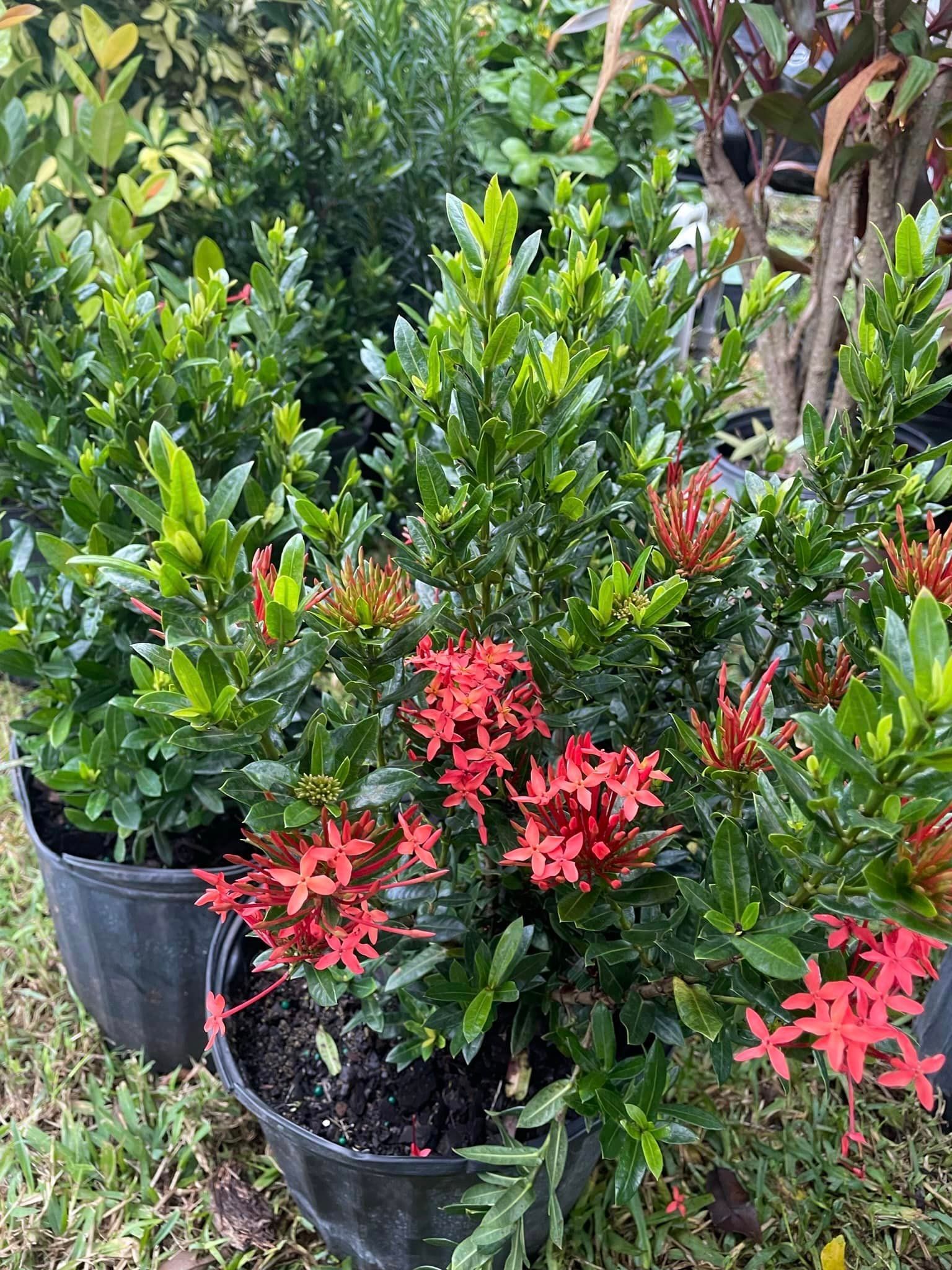 A bunch of potted plants with red flowers are sitting in the grass.