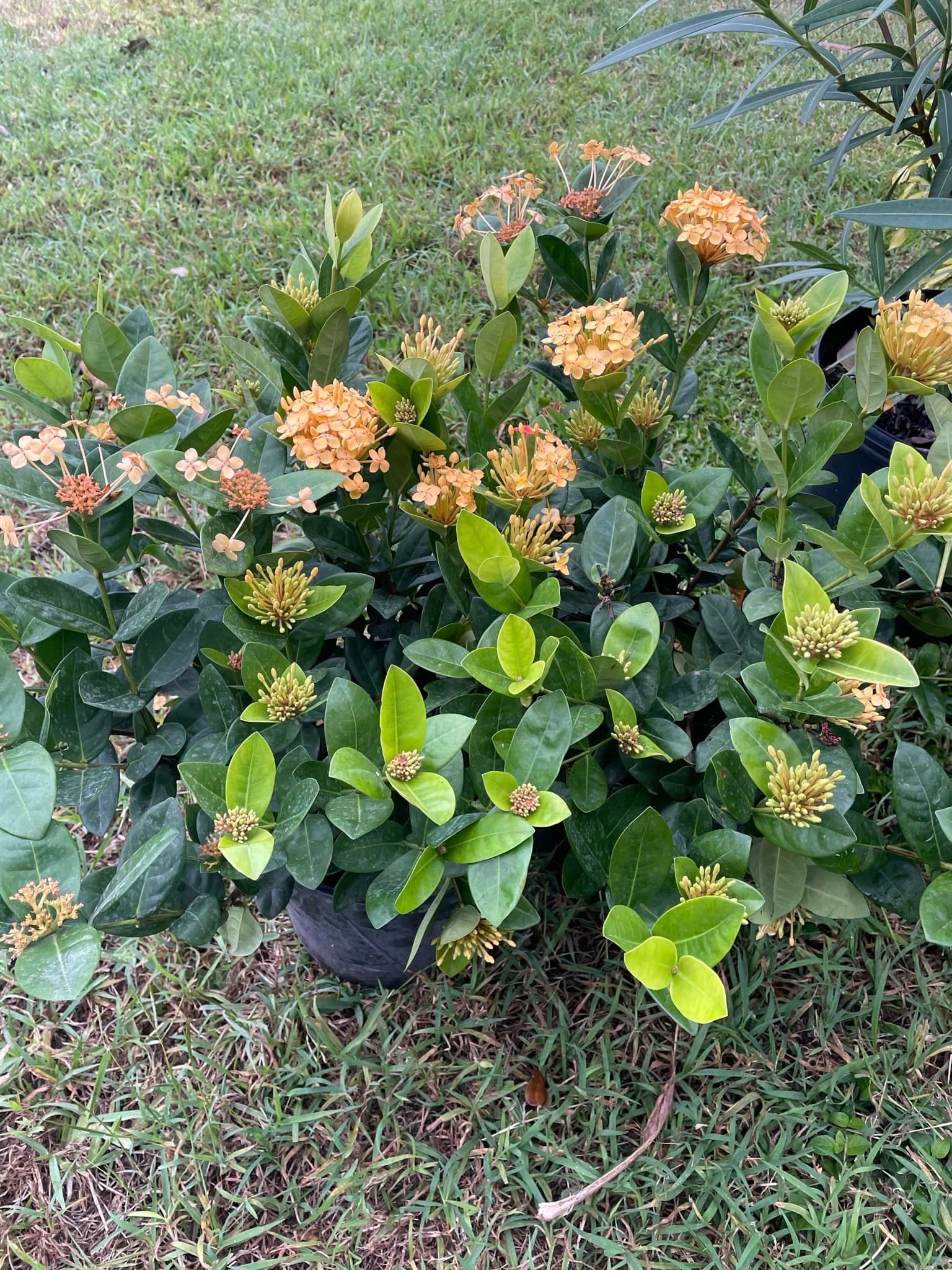 A potted plant with orange flowers and green leaves is sitting in the grass.