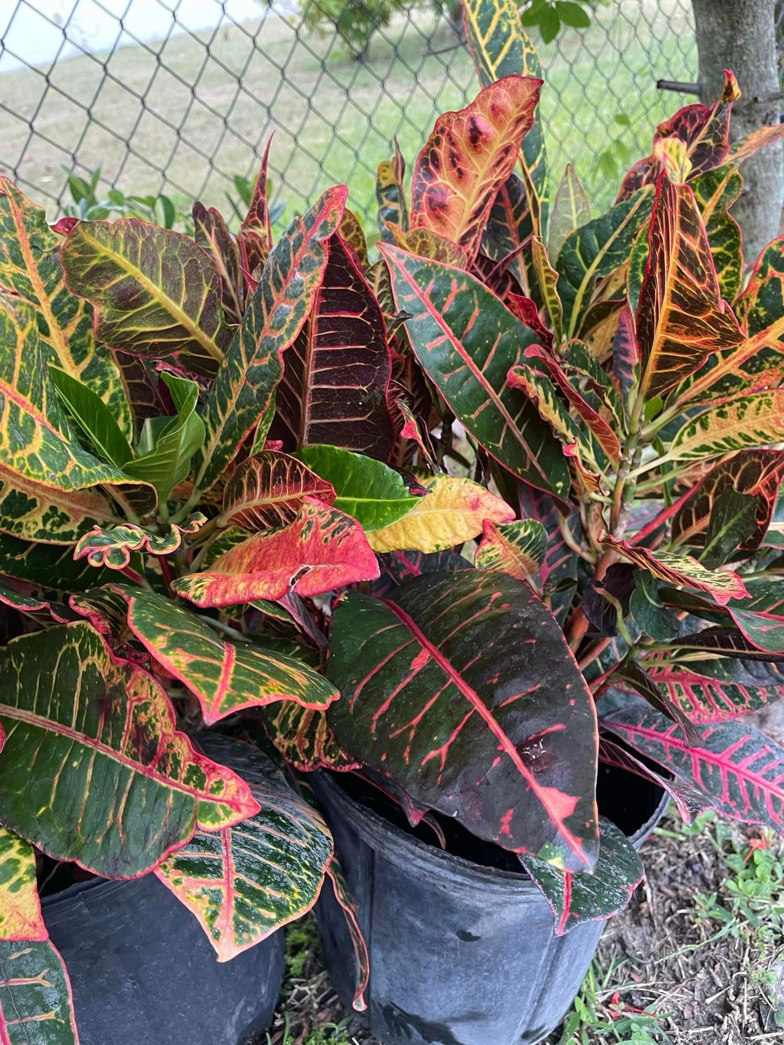 A potted plant with red and yellow leaves is sitting next to a chain link fence.