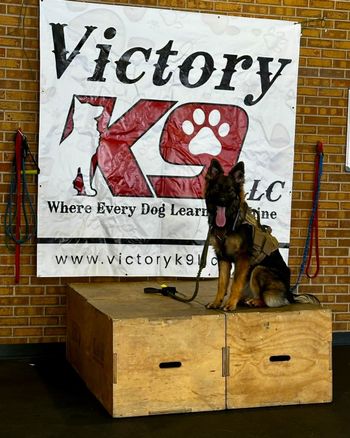 A german shepherd sits on a box in front of a victory k9 sign