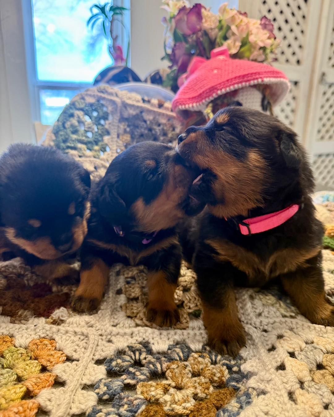 Three rottweiler puppies are sitting on a blanket on a table.