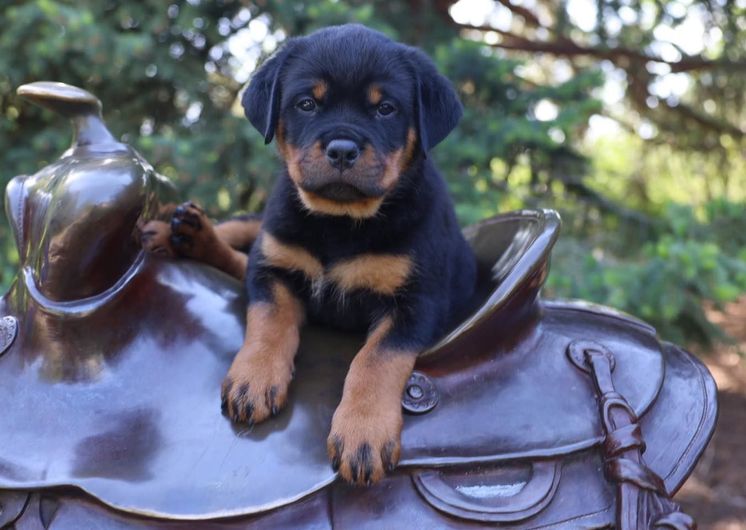 A puppy is sitting on top of a brown saddle.