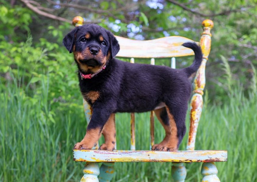 A rottweiler puppy is standing on a chair in the grass.