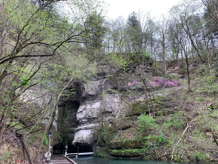 A tunnel in the middle of a forest next to a river.