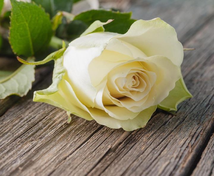 Una rosa bianca appoggiata su un cofano funebre