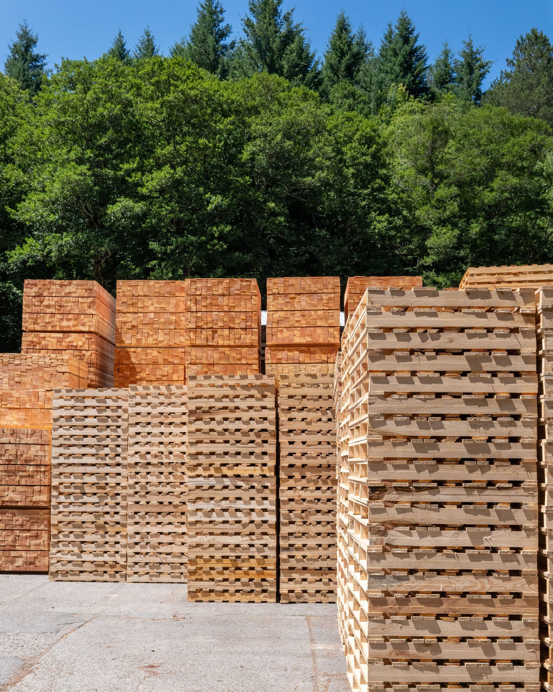 Pile di pallet di legname in un cortile, con sullo sfondo alberi verdi e un cielo azzurro e terso.
