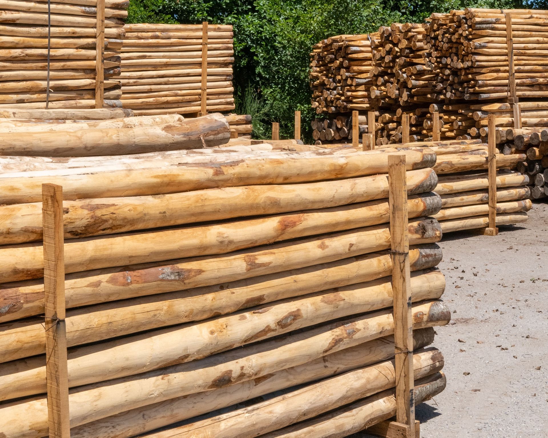 Cataste di tronchi di legno appena tagliati, probabilmente destinati all'edilizia.