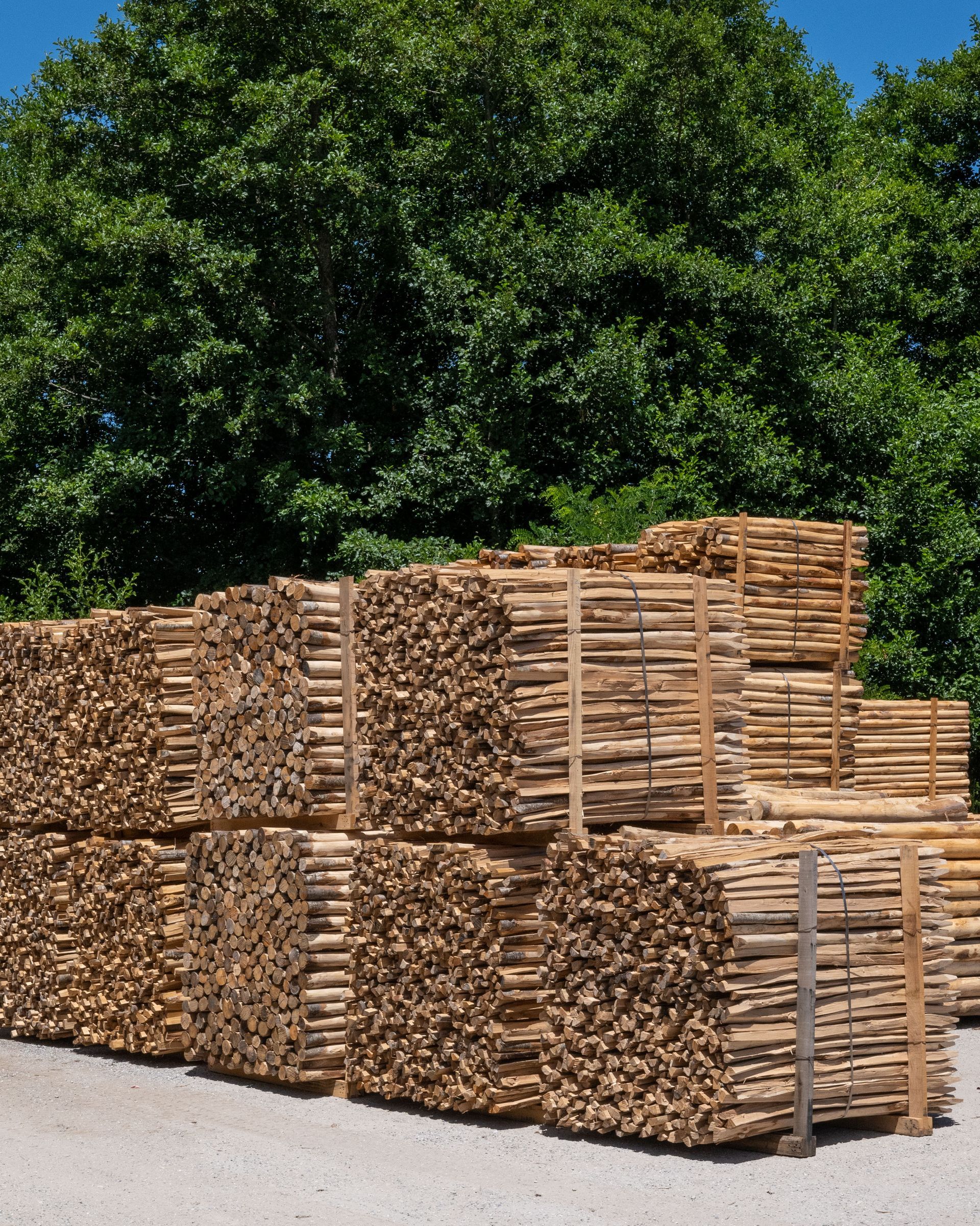 Cataste di assi di legno ammassate all'aperto, vicino ad alberi verdi.
