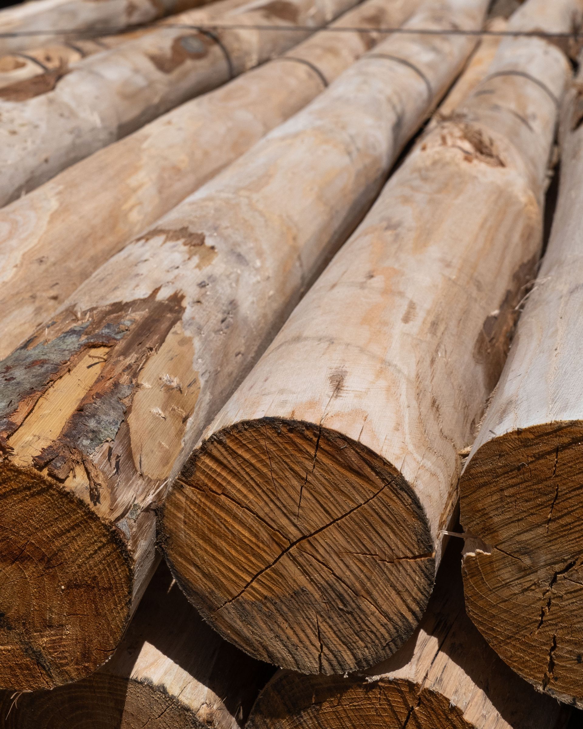 Catasta di tronchi chiari con anelli di crescita visibili e resti di corteccia.