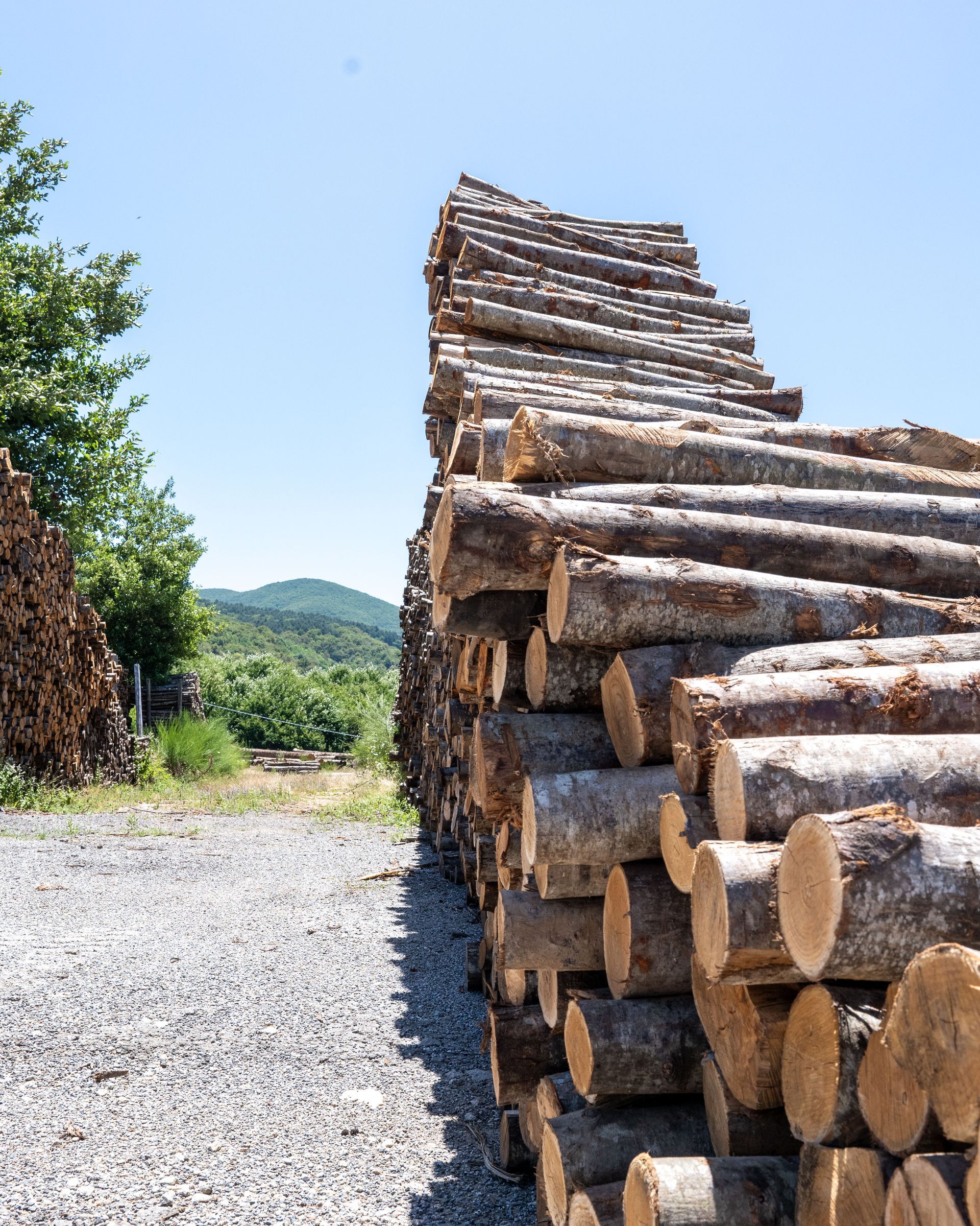 Catasta di tronchi tagliati accatastati in alto all'aperto, terreno ghiaioso, cielo azzurro, alberi sullo sfondo.