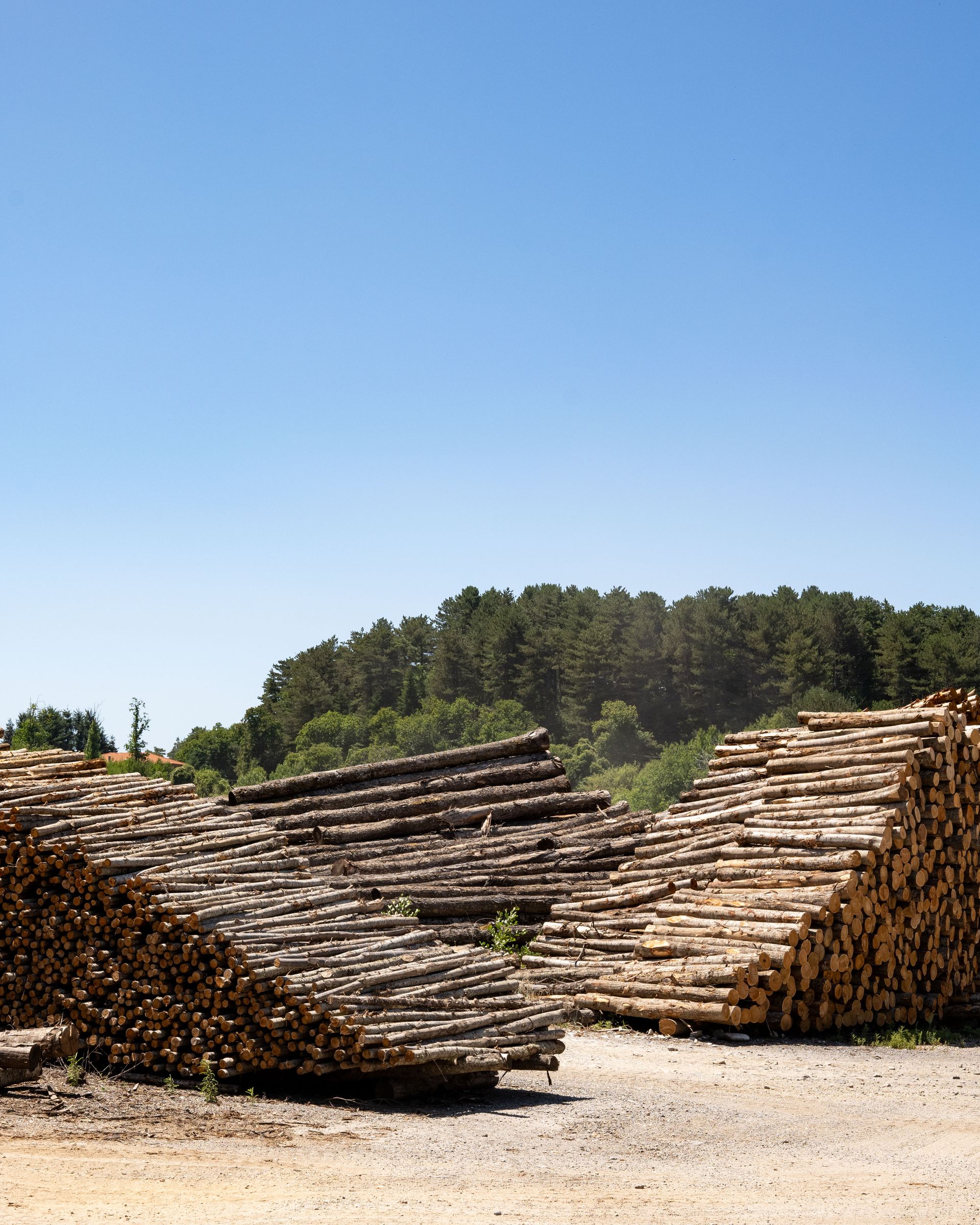 Cataste di tronchi tagliati in un ambiente esterno, con alberi sullo sfondo e un cielo azzurro brillante.