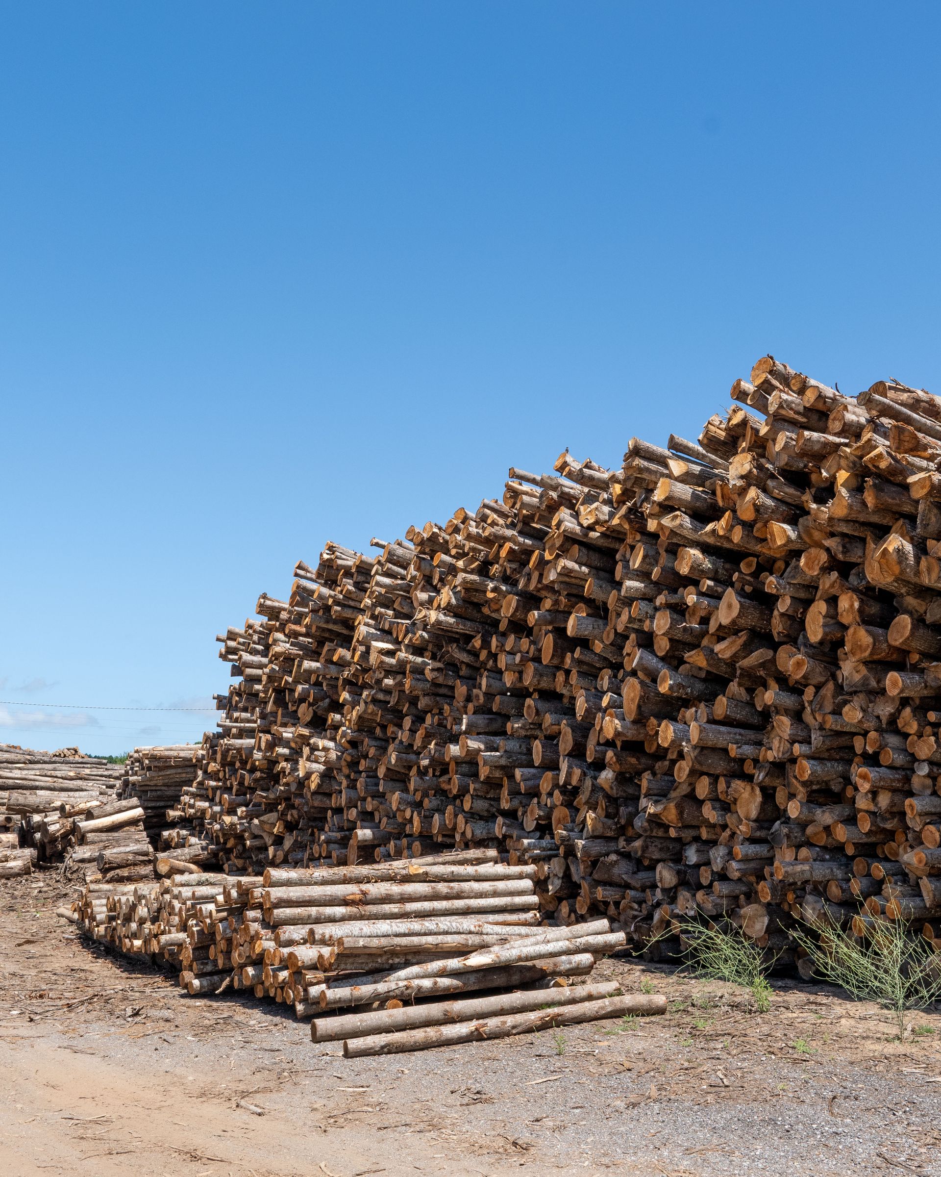 Mucchio di tronchi accatastati contro un cielo azzurro e terso, probabilmente destinati alla produzione di legname o di carta.