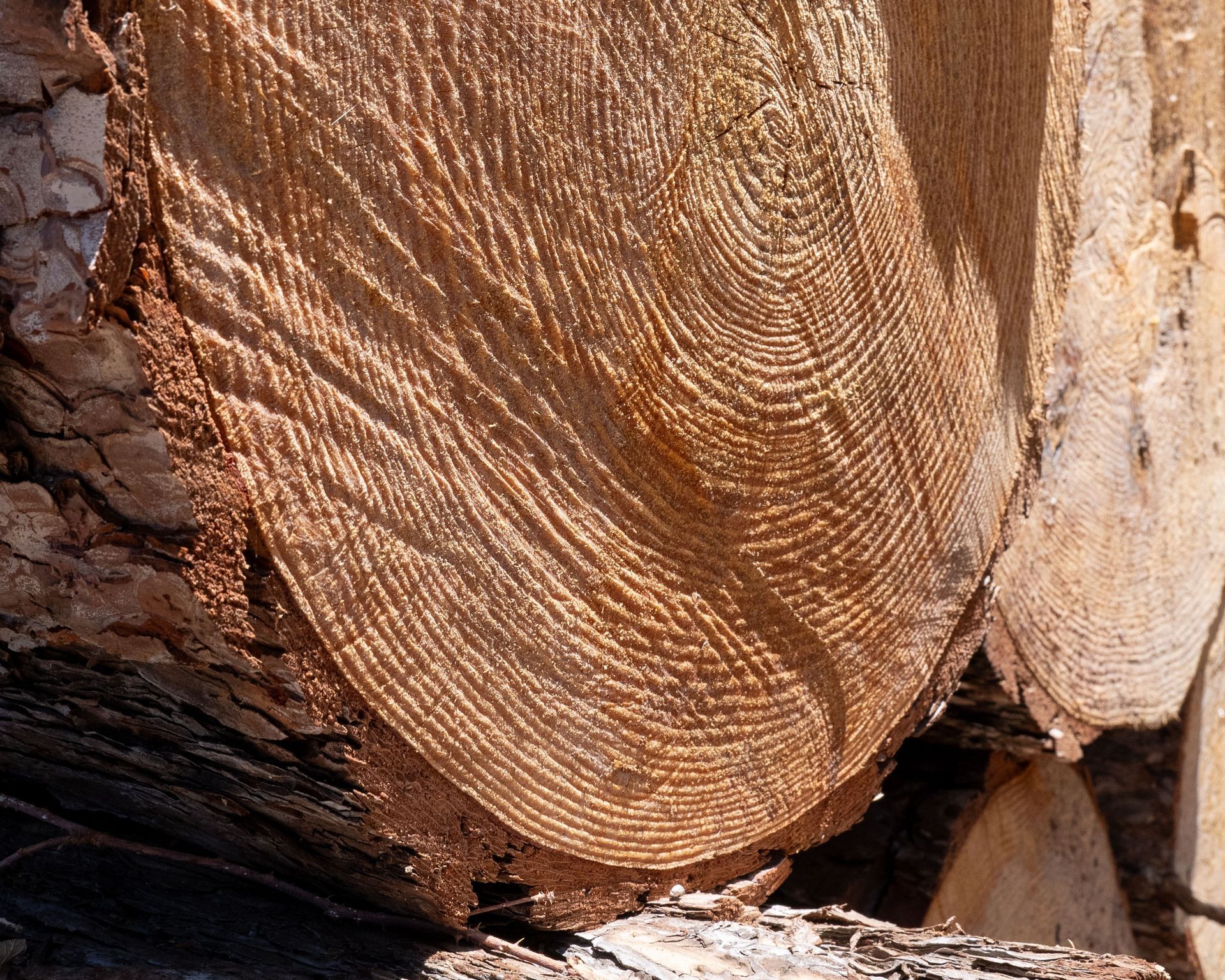 Sezione trasversale del tronco di un albero, che mostra anelli concentrici di legno marrone chiaro, con corteccia visibile lateralmente.
