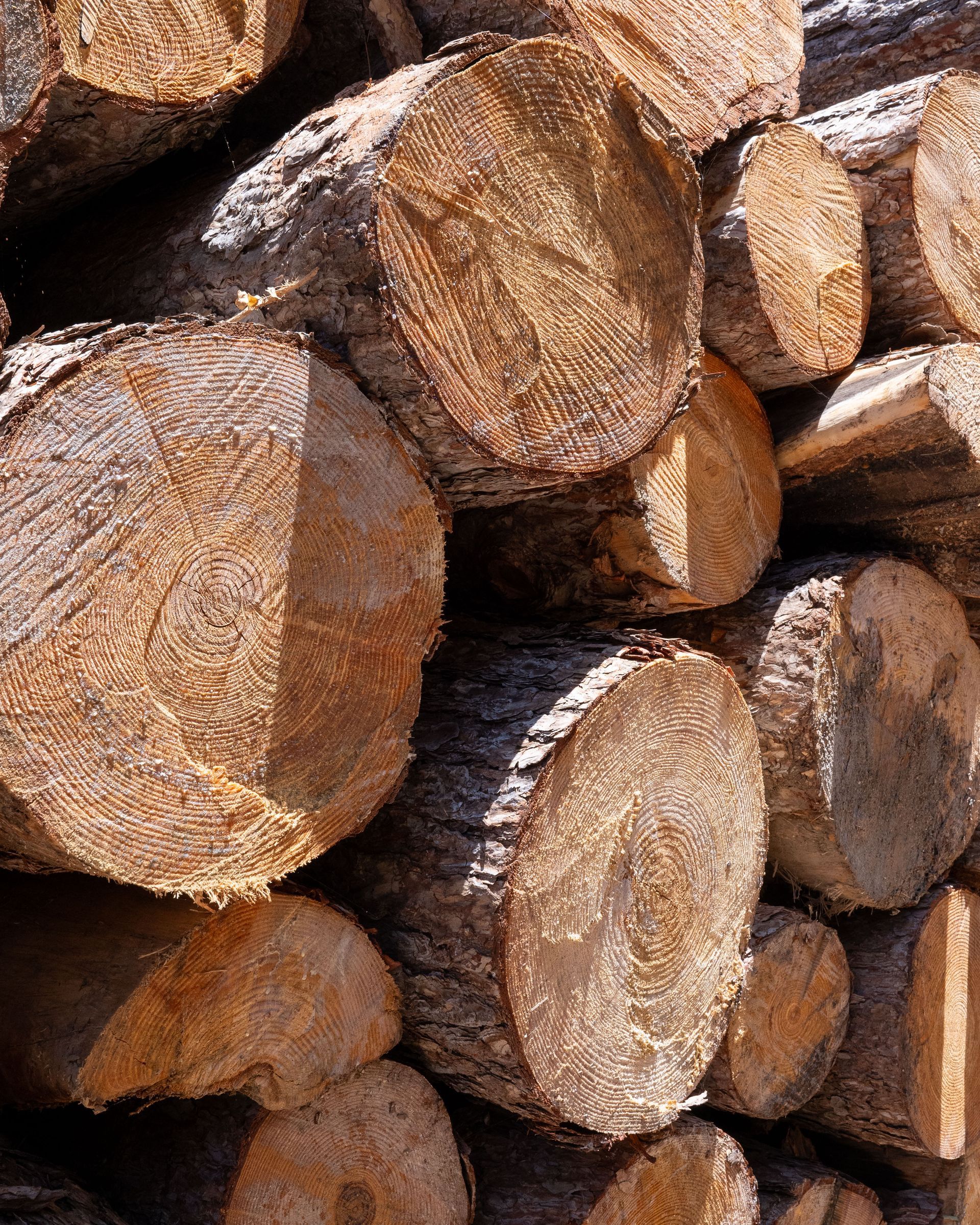 Catasta di tronchi tagliati, che mostra le sezioni trasversali del legno con anelli e corteccia visibili.