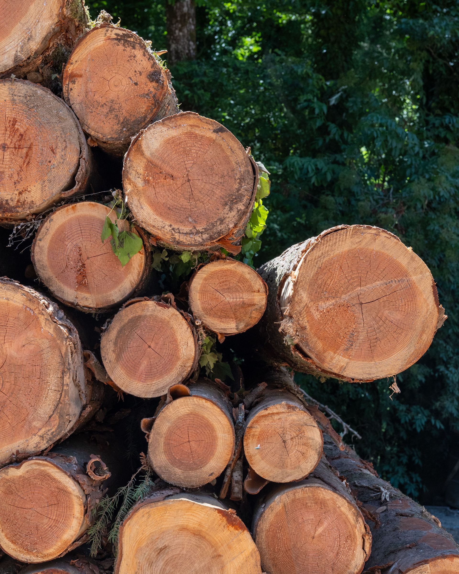 Catasta di tronchi tagliati con anelli di legno esposti; fogliame verde sullo sfondo.