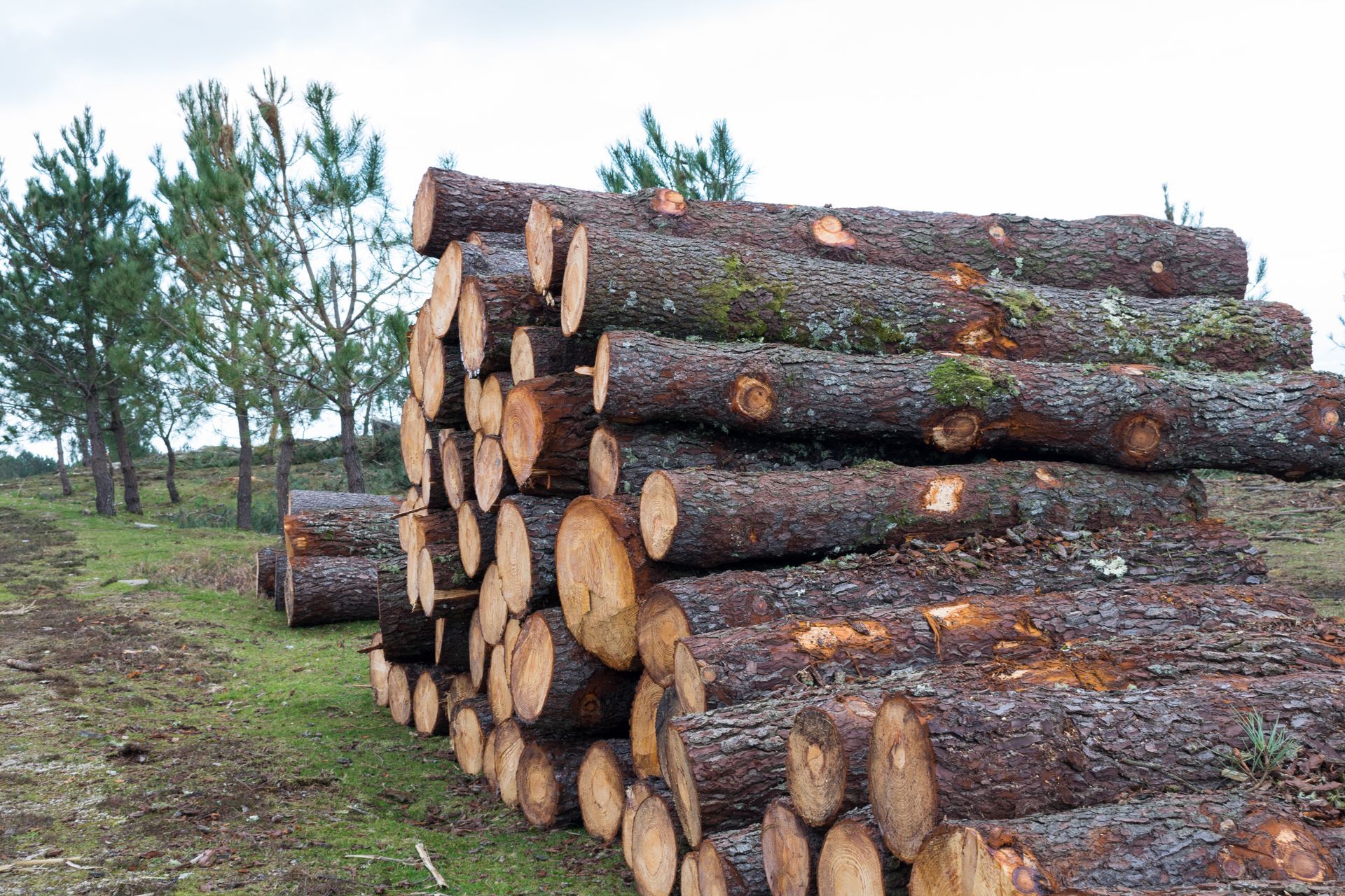 Legname da costruzione