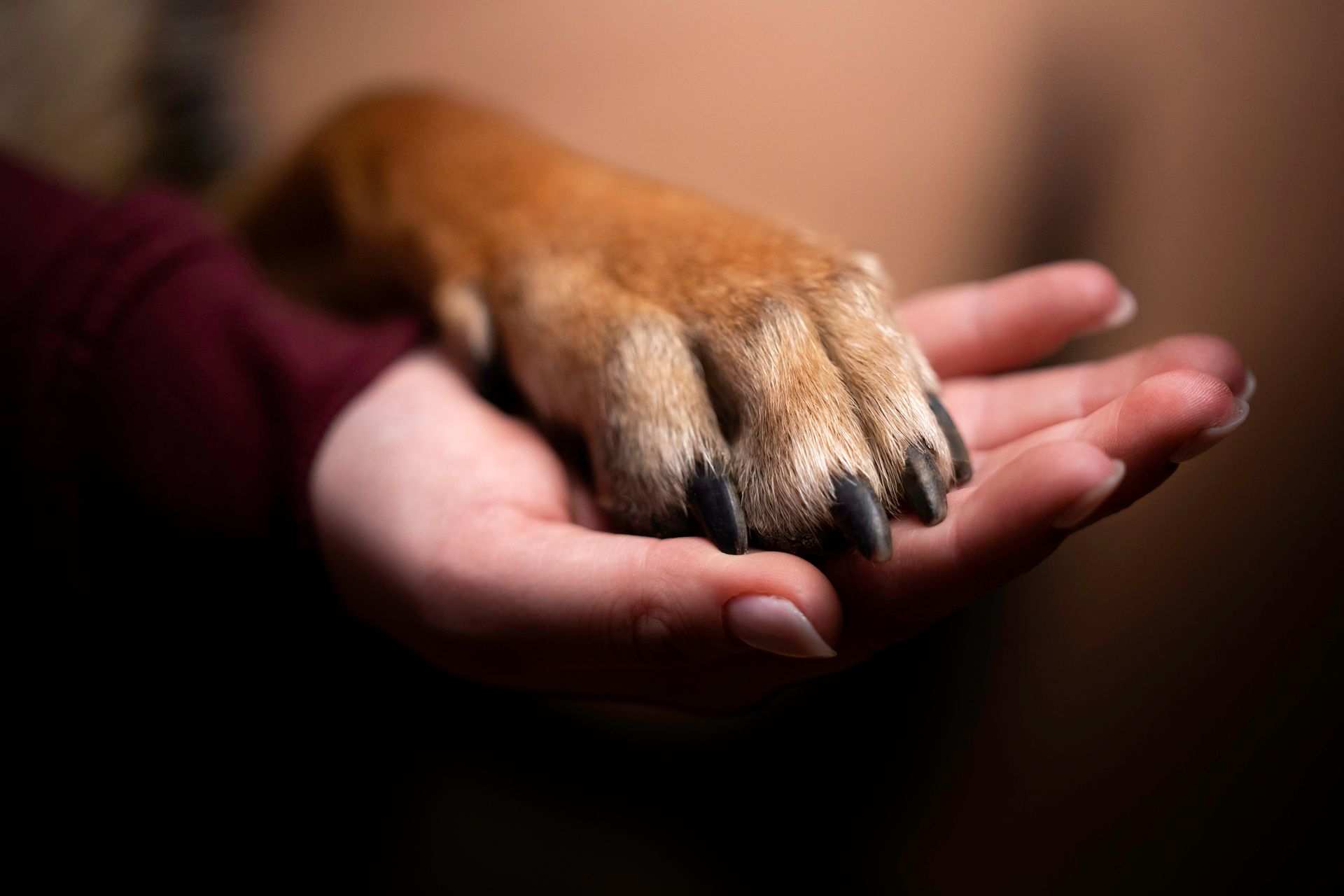 A person is holding a dog 's paw in their hand.