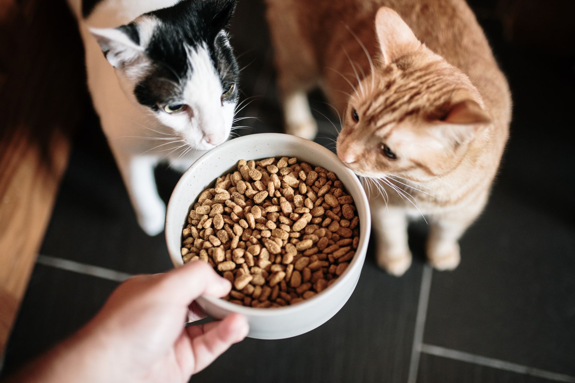 A person is feeding three cats from a bowl of cat food.