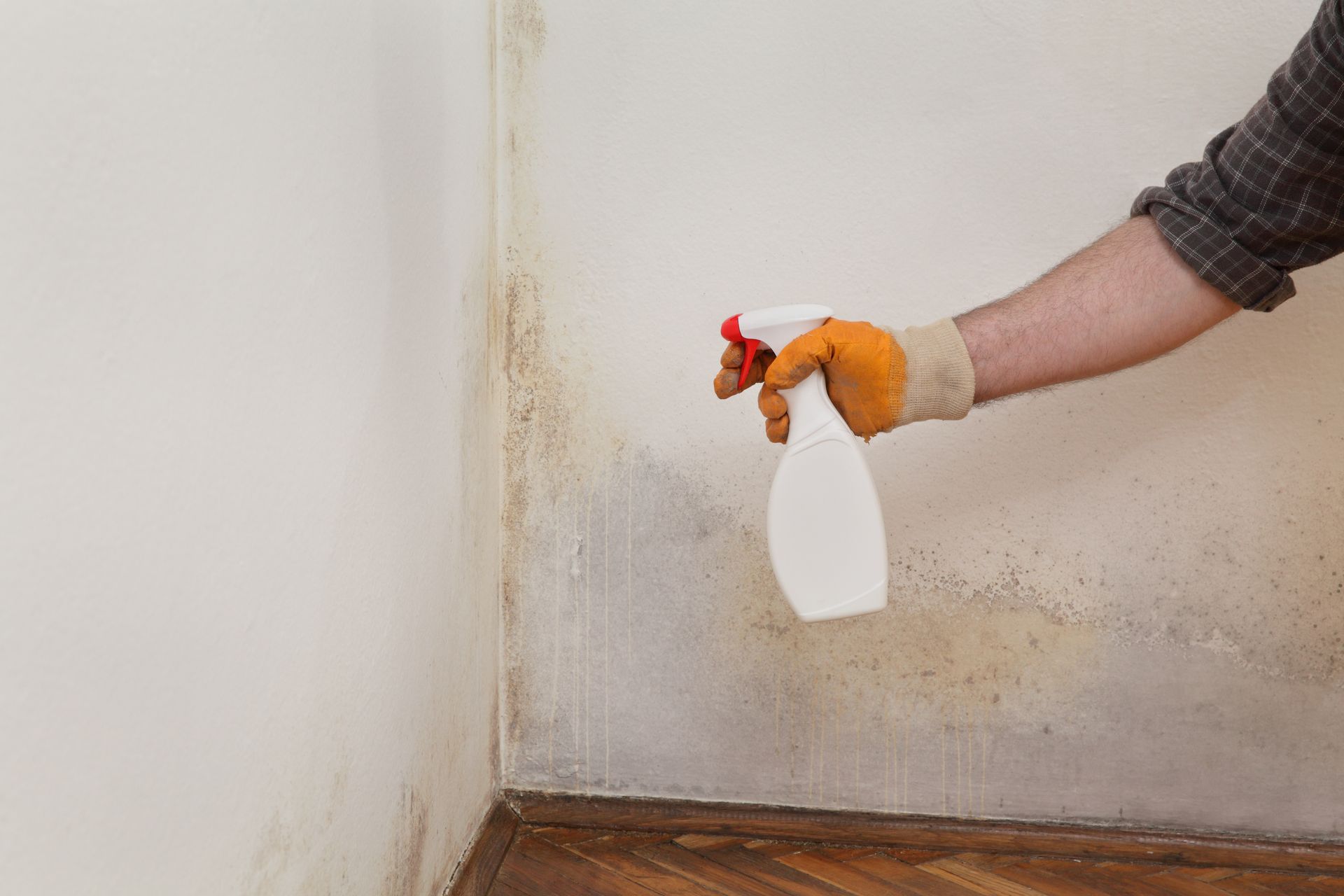 Person spraying moldy wall with a spray bottle, wearing a glove.