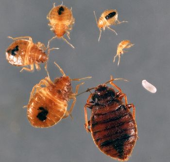 Bed Bug Exterminating