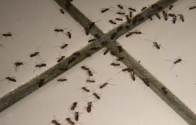 Bed Bug Exterminating Ellicottville NY