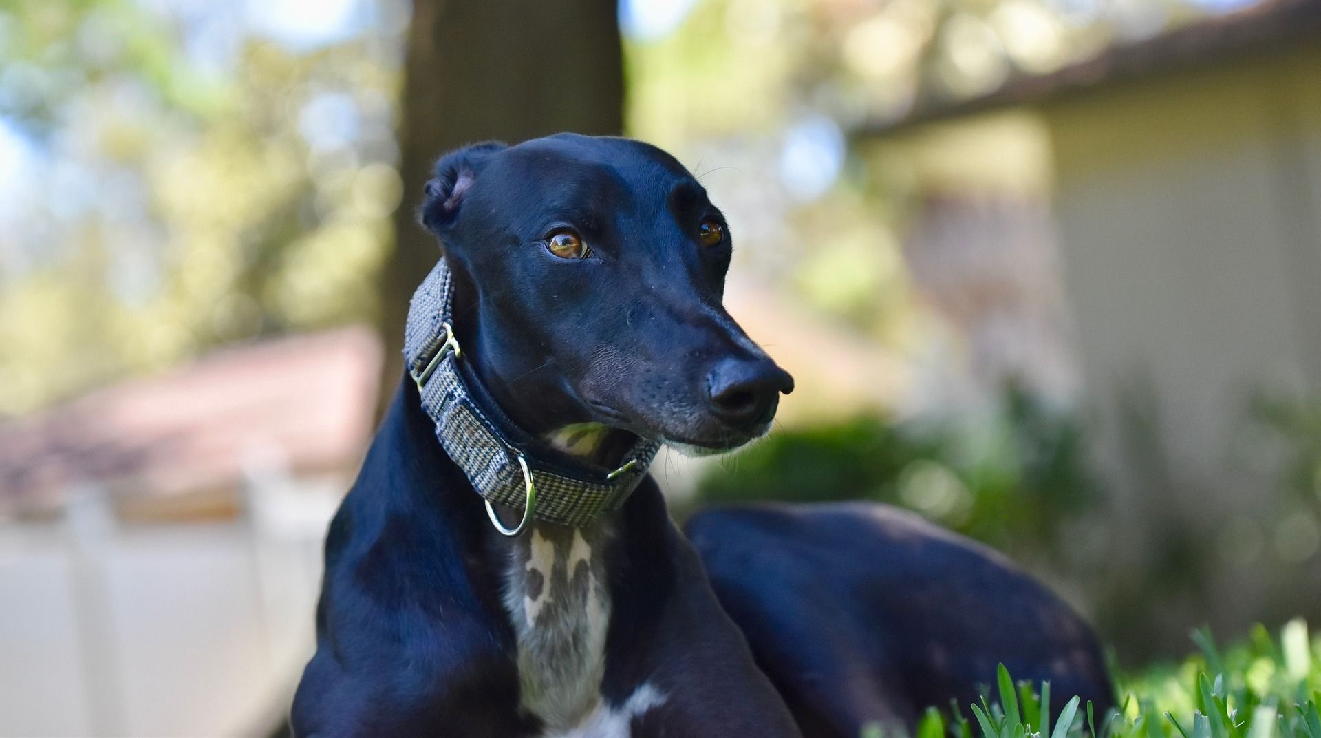 A black dog with a collar is laying in the grass.