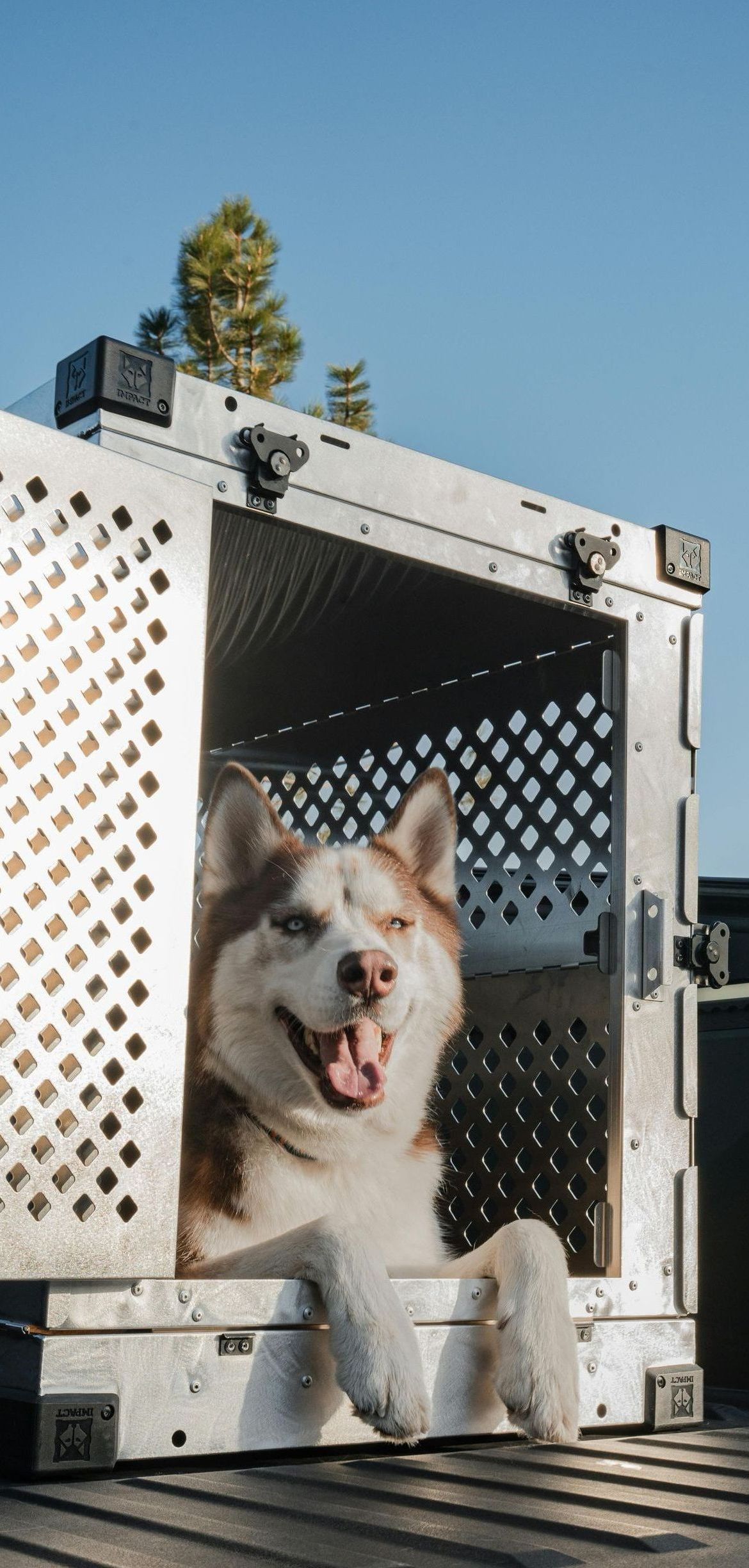 A husky dog is sitting in a cage on the back of a truck.
