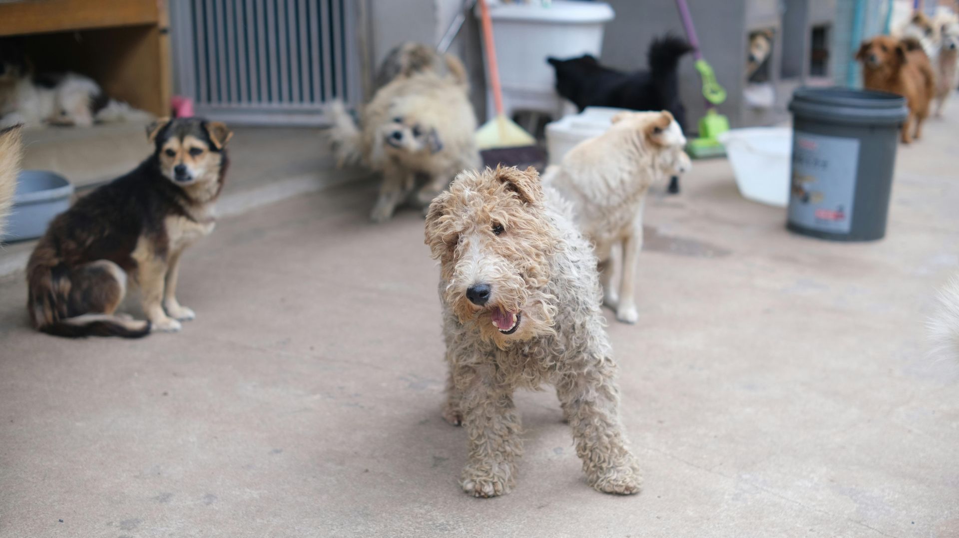 A group of dogs are standing next to each other on the ground.