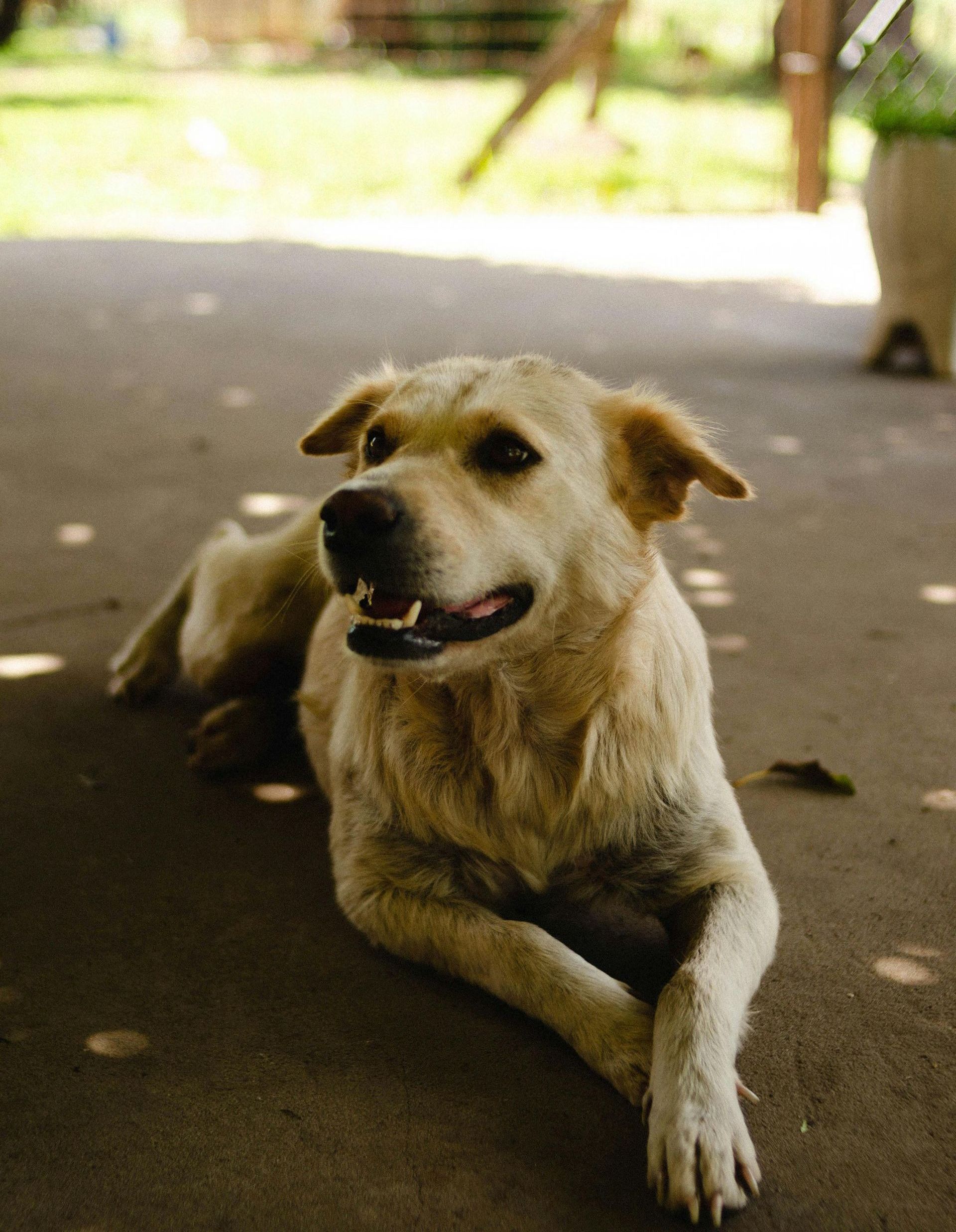 A dog is laying on the ground and looking at the camera.