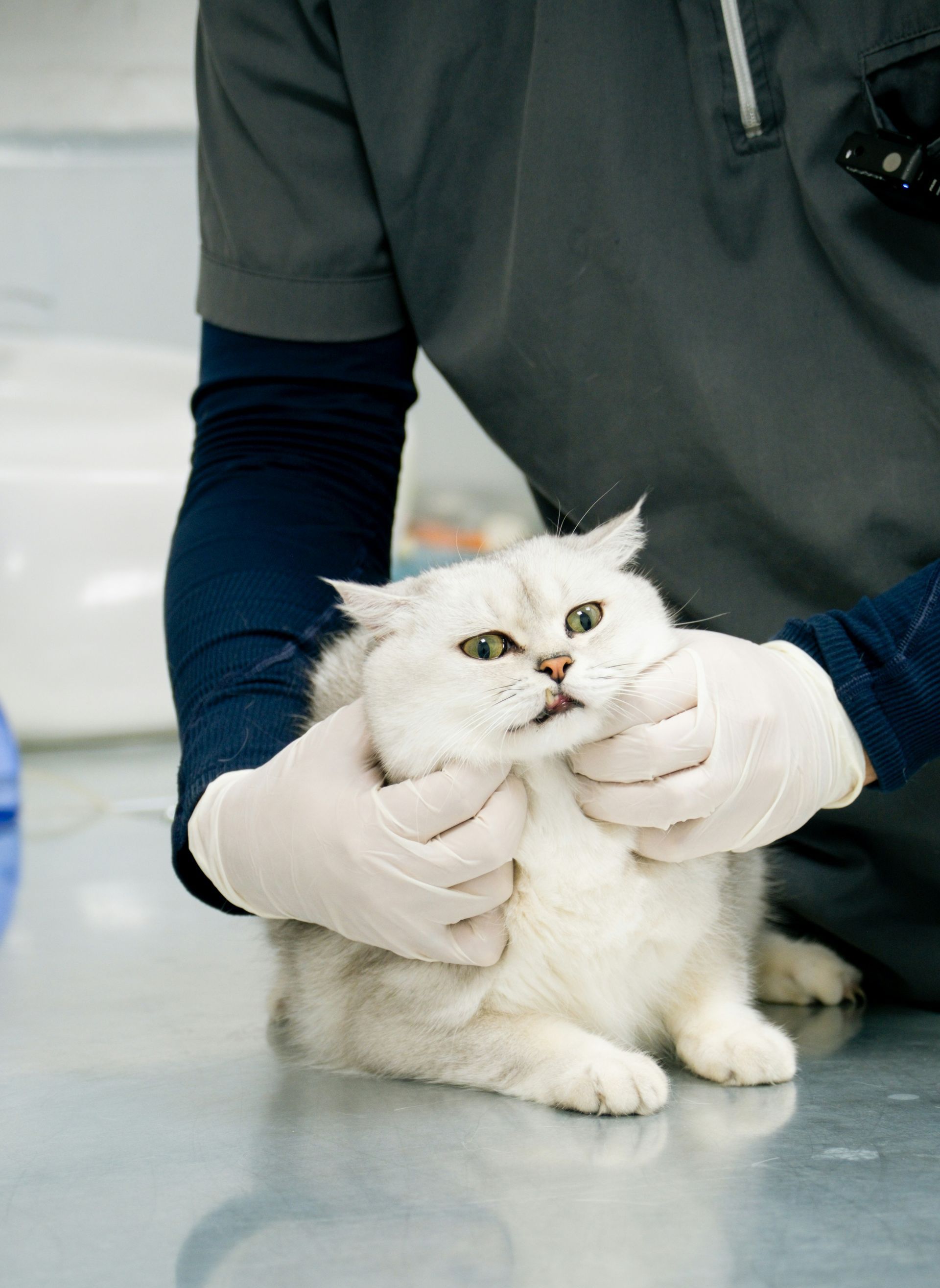 A veterinarian is examining a white cat on a table.