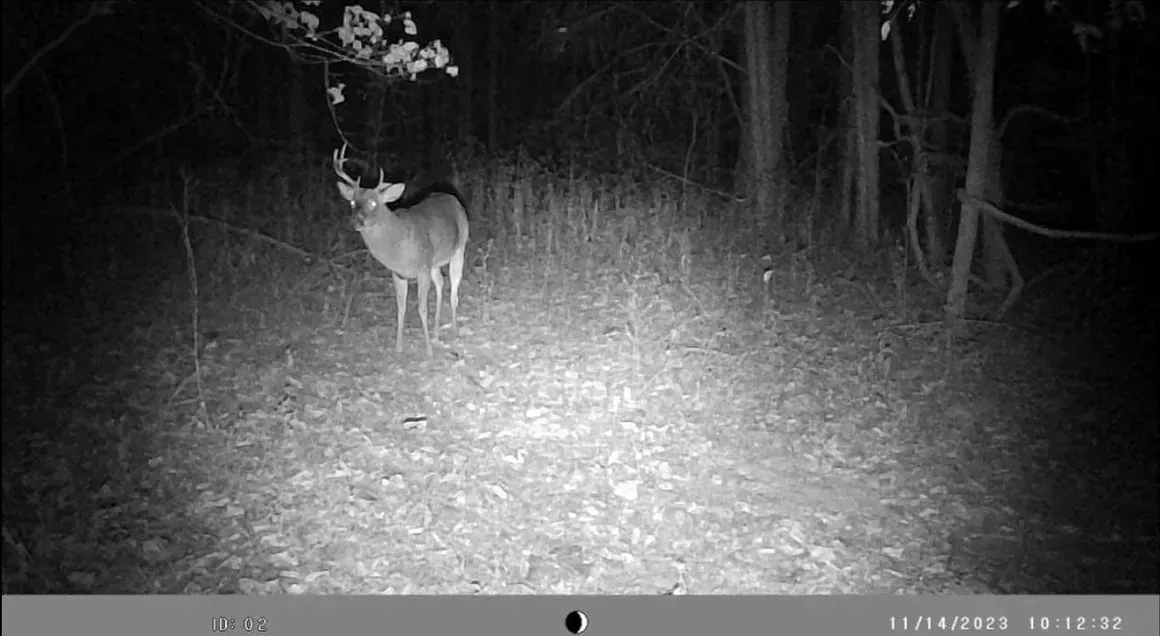 A black and white photo of a deer in the woods at night.