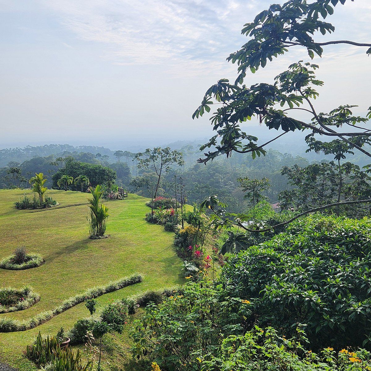 A lush green field surrounded by trees and bushes on a hillside.